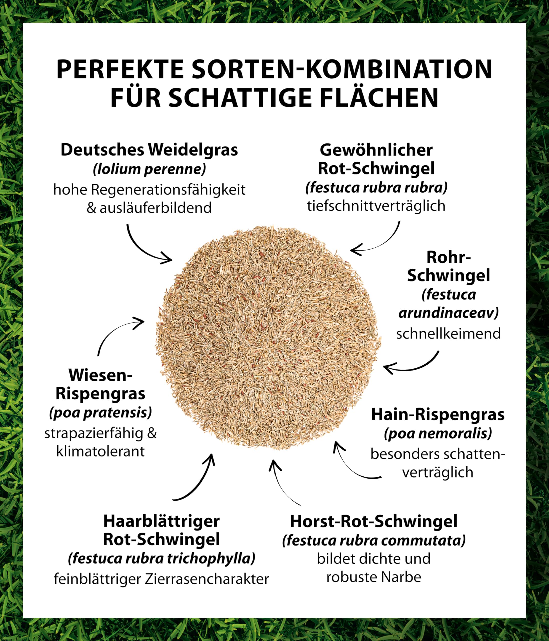 Dehner Saatgut Schattenrasen, hochwertige Rasensamen schnell keimend/selbstregenerierend, ideal für schattige/halbschattige Flächen, FSC-zertifizierte Verpackung, 1.25 kg für ca. 50 m² | pflegeleicht, schnell keimend, selbstregenerierend, ideal für schatt