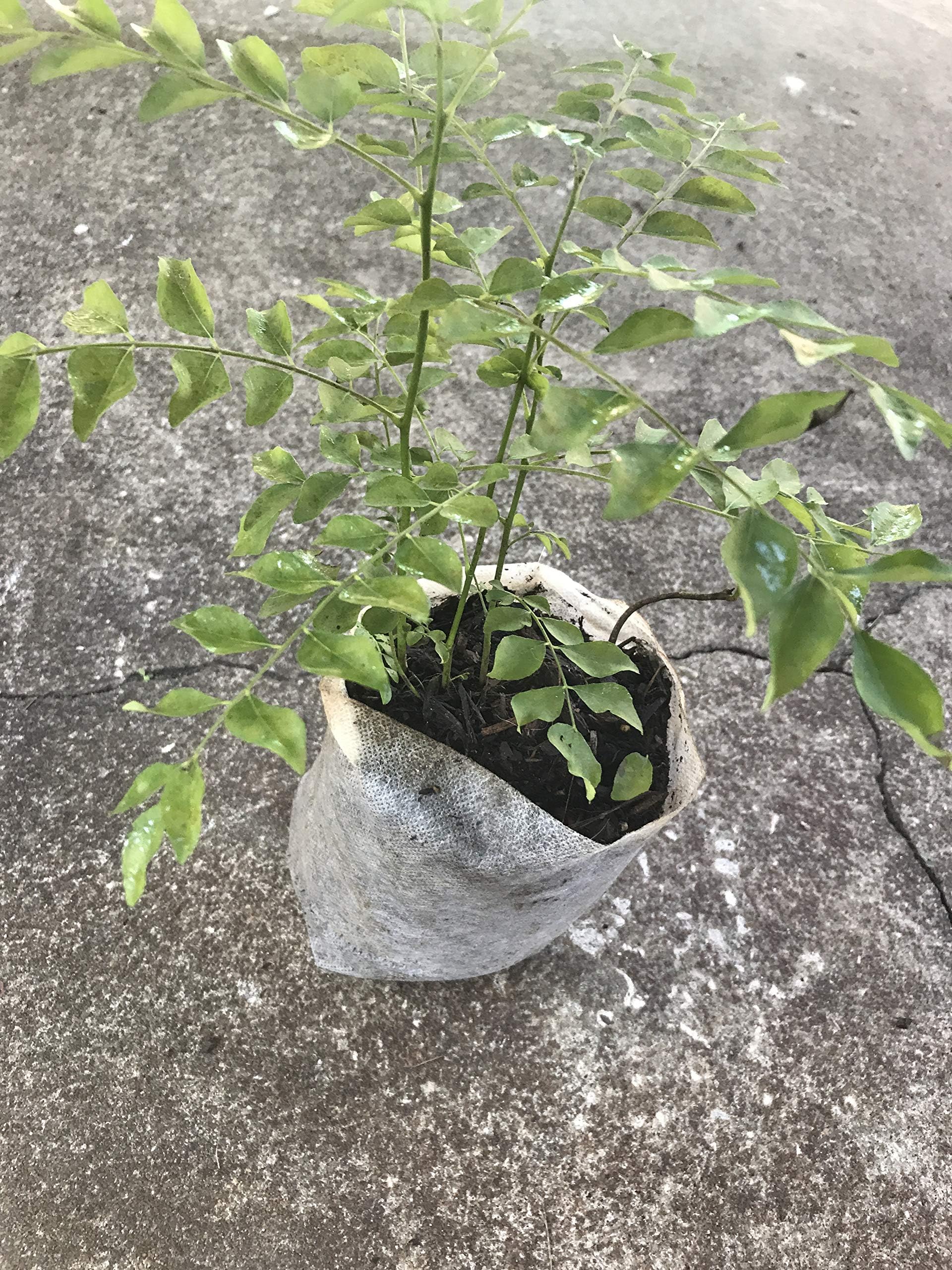 Curry Leaf Plant (Murraya koenigii)