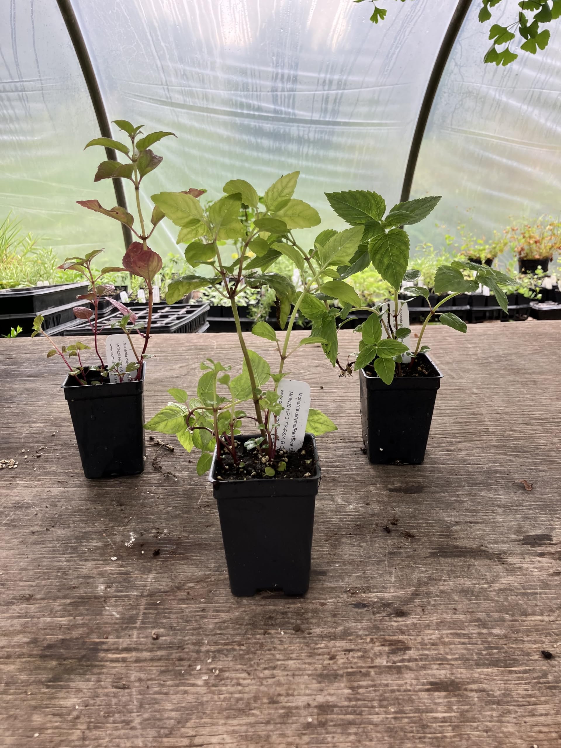 Companion Plants Monarda didyma Bee Balm
