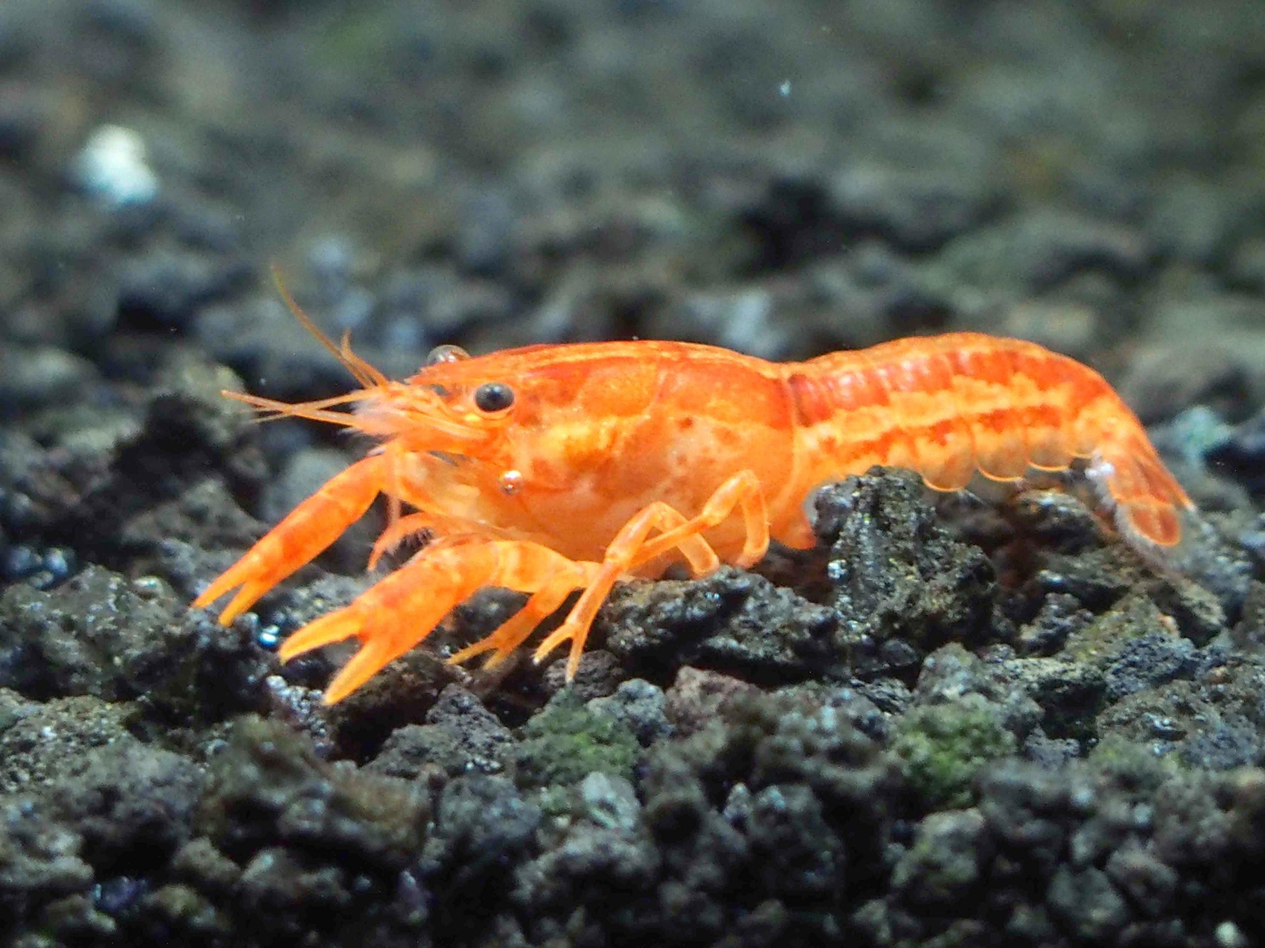 Aquatic Arts - CPO Crayfish (Male/Female Pair) - Live Freshwater Aquarium Lobster/Crawfish/Crawdad/Real Living Nano Fish Tank Pet