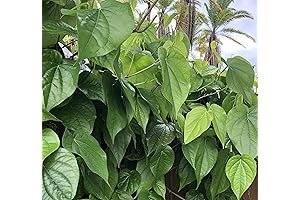 Fresh Betel Leaf, Paan, Piper Betel (10) NOT A Plant
