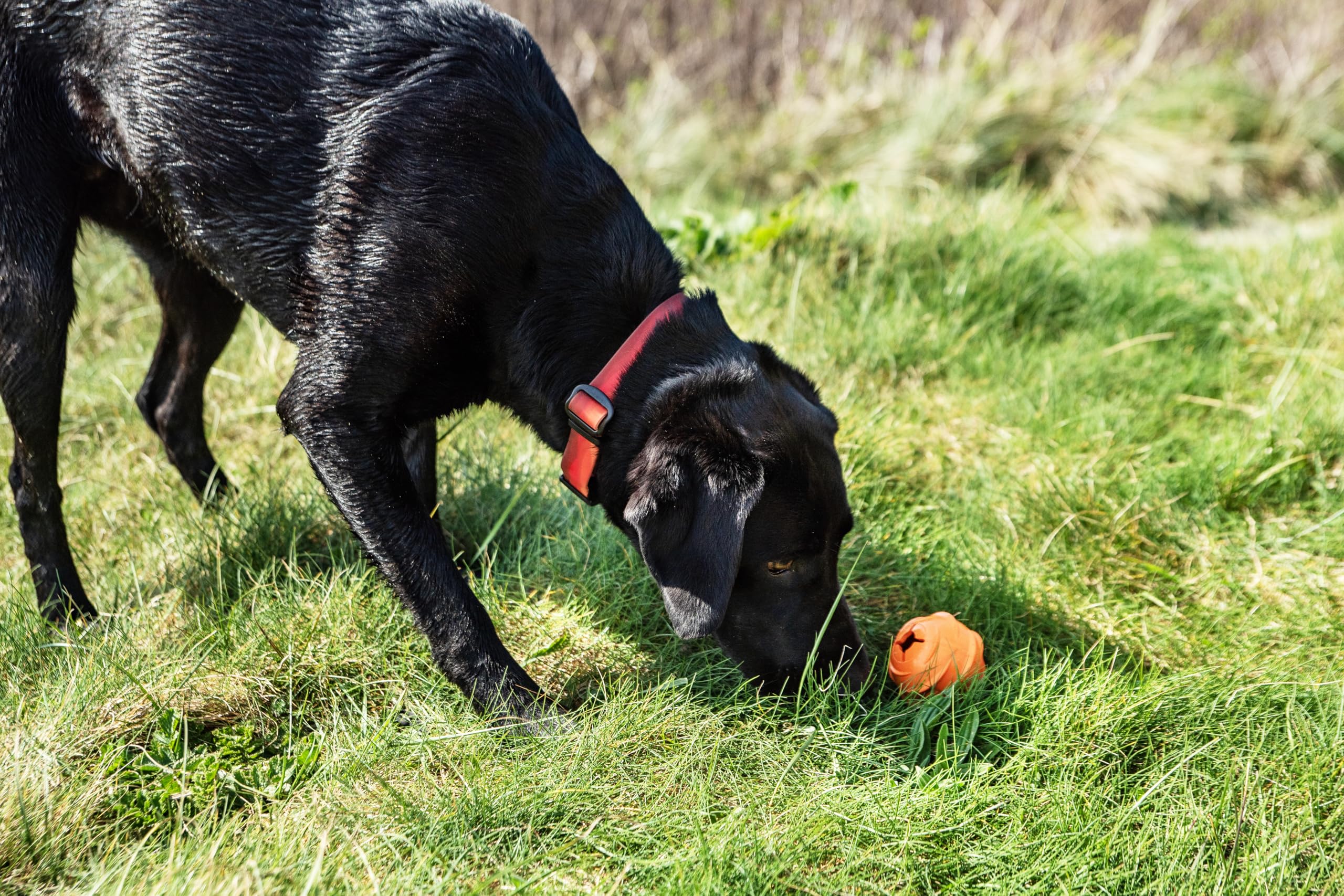Mountain Paws Dog Treat Dispenser Ball Toy, Orange - Image 4