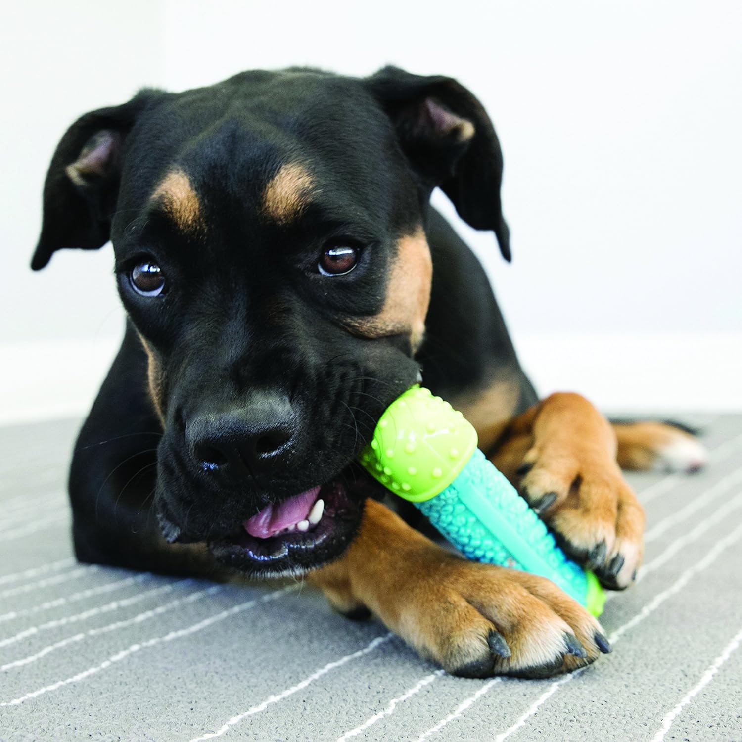 KONG - CoreStrength Bone - Long Lasting Dog Dental and Chew Toy - for Medium/Large Dogs : Pet Supplies