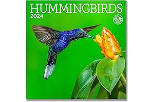 2024 Hummingbird Calendar: Miniature Marvel Captures the Grace of Nature