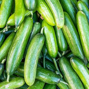 Mountain Valley Seed Co Cucumber Seeds Marketer 1 Lb 15,200 Seeds Non-GMO | Heirloom - Open Pollinated - Cucumis sativus - Farm & Garden Vegetable Gardening Seed
