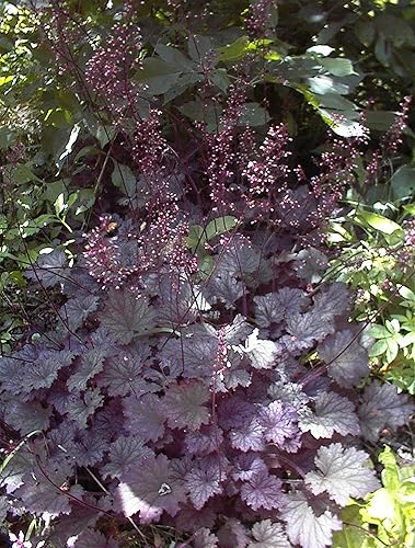 Vista 6 de Heuchera 'Black Sea' (Coral Bells) Perenne, follaje púrpura oscuro, 1 contenedor