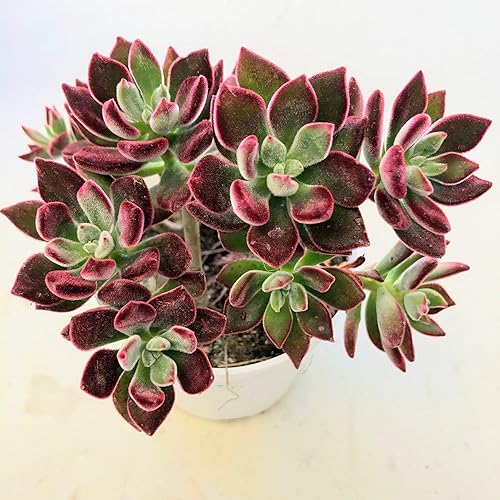 Miniatura 3 de Blissful Echeveria Red Velvety Harmsii - Zapatilla de rubídevoción rojaplanta de felpa de 4 pulgadas, suculentas de bajo mantenimiento conocidas por