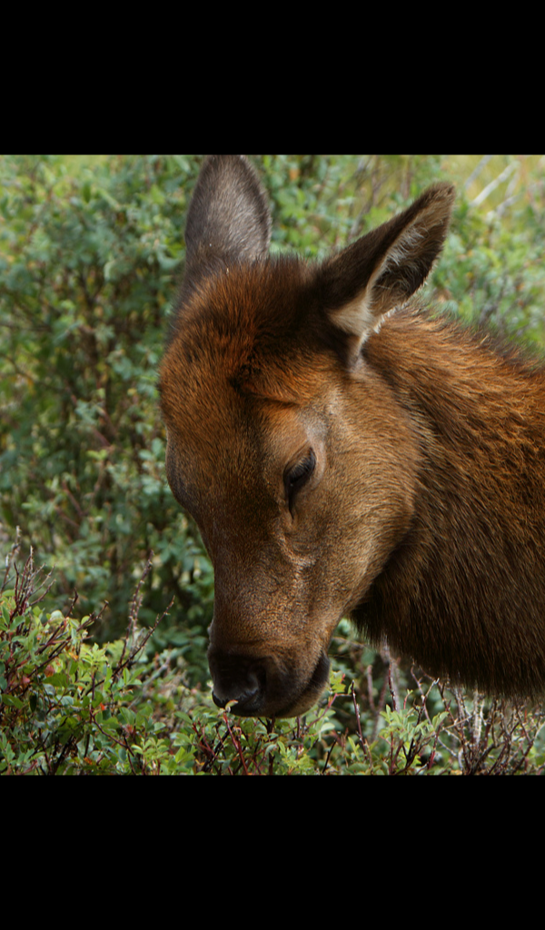 Elk Wallpaper – HD Wallpapers of Elk!:Amazon.it:Appstore for Android