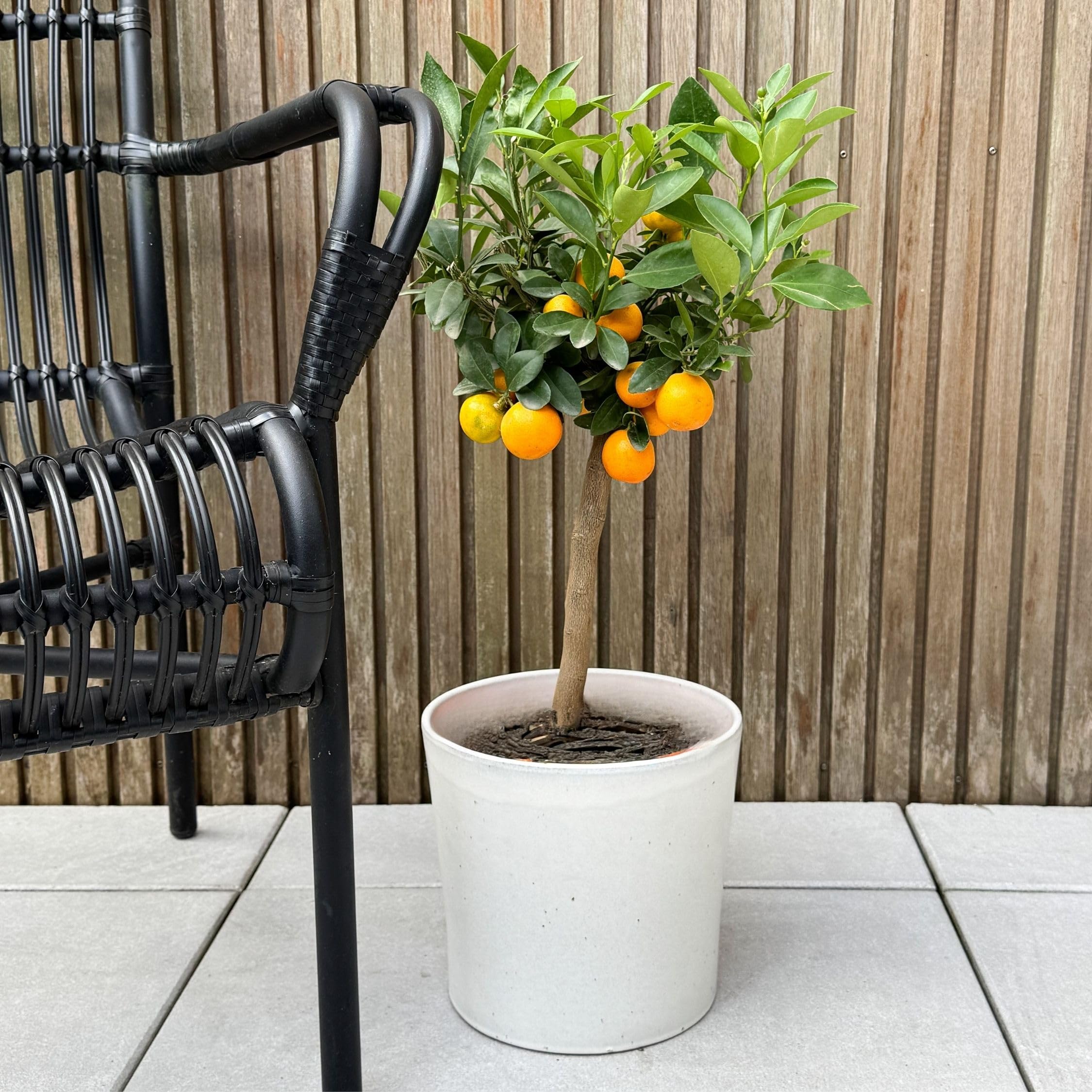 Plant in a Box - Citrus Calamondin - Kalamondyna - Drzewko cytrusowe - Doniczka 19cm - Wysokość 55-65cm