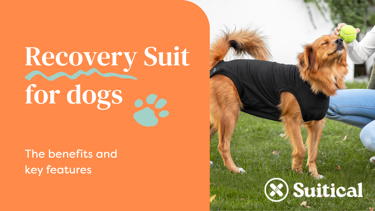 How to Take Care of Dog After Neuter: Essential Tips for Recovery