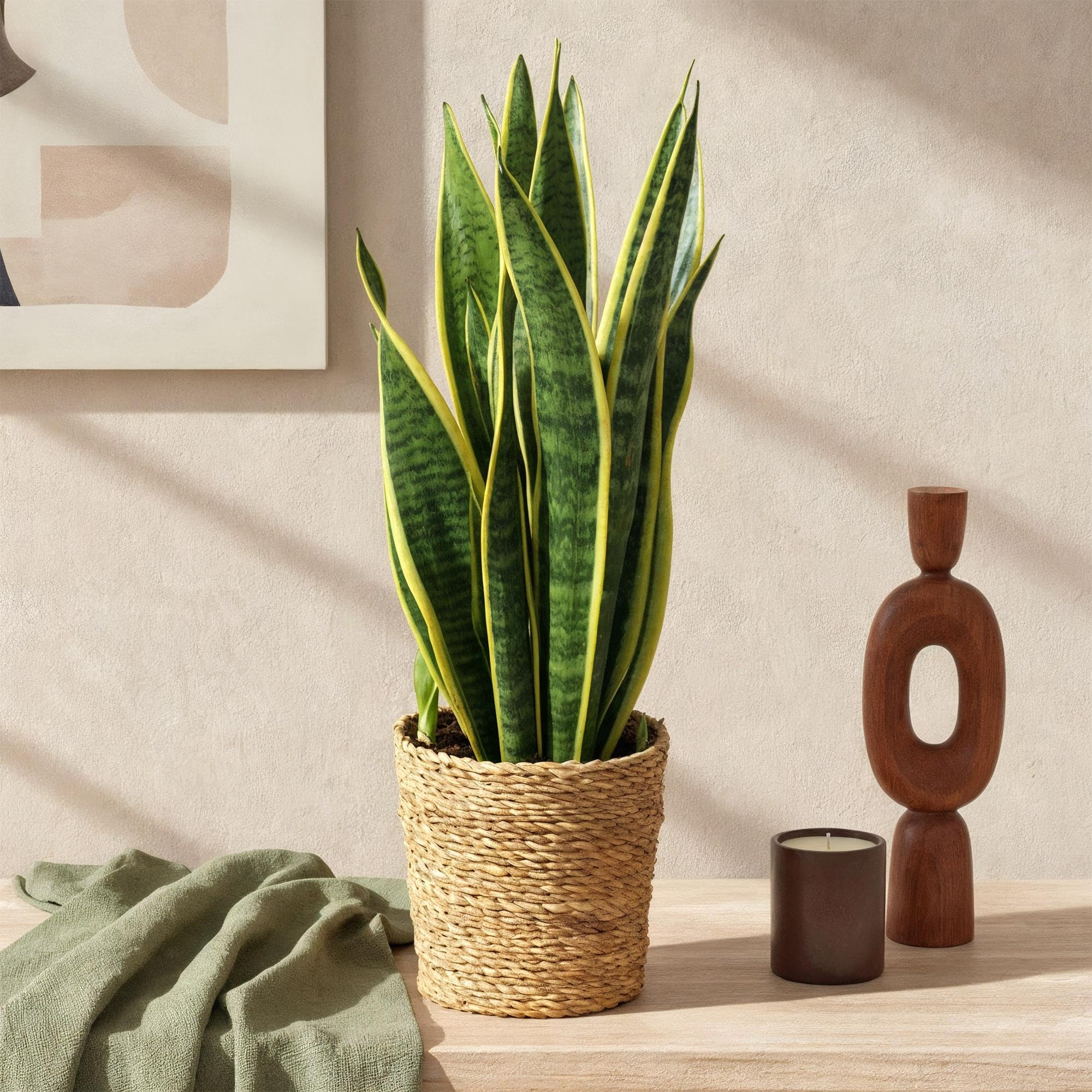 Green boutiQ - Zimmerpflanzen - Sansevieria Laurentii - Schwiegermutterzunge - Pflegeleicht - mit Korb - Grün - Gelb - 2 Pflanzen - Topf 17cm - Höhe 60-70cm
