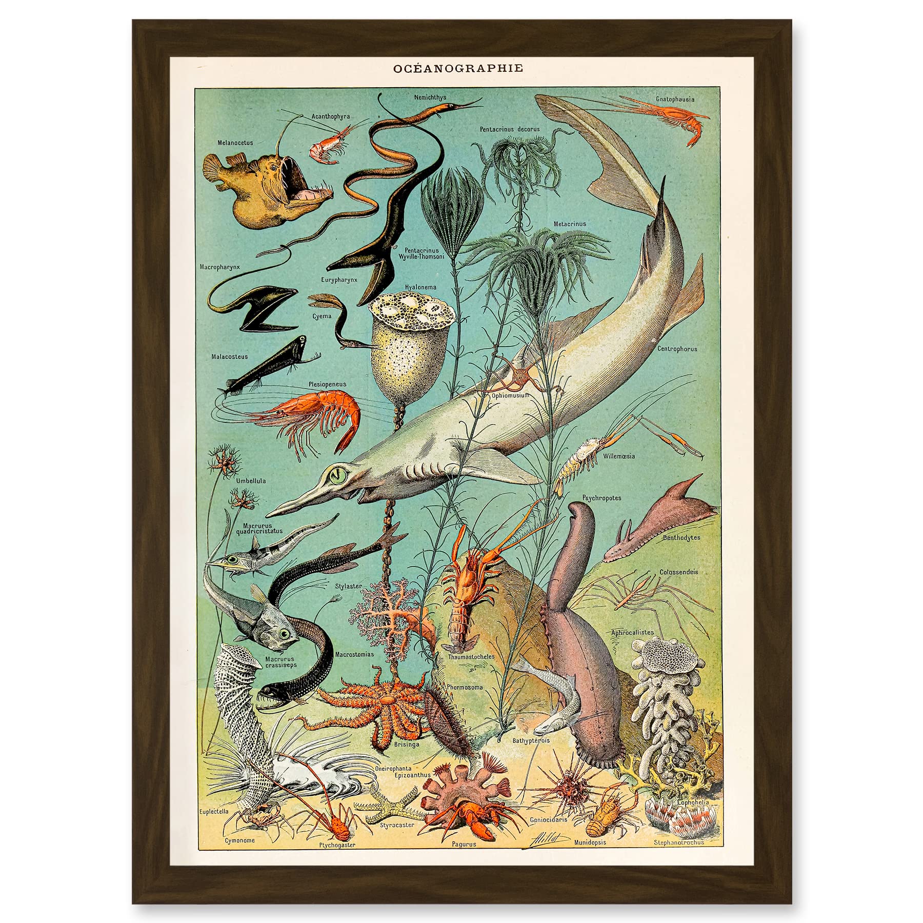 Artery8 Millot Encyclopedia vintage Ocean Fish Shark Prawns Nature Artwork Framed Wall Art Print A4