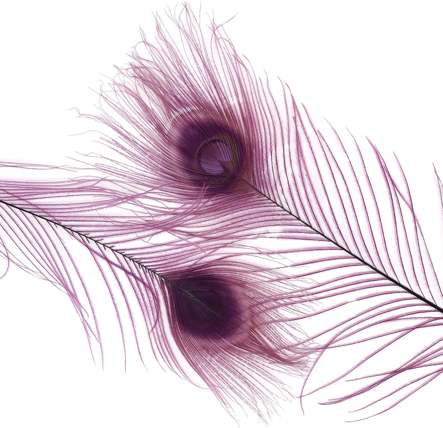Zucker –Peacock Feathers – Feathers for Crafts