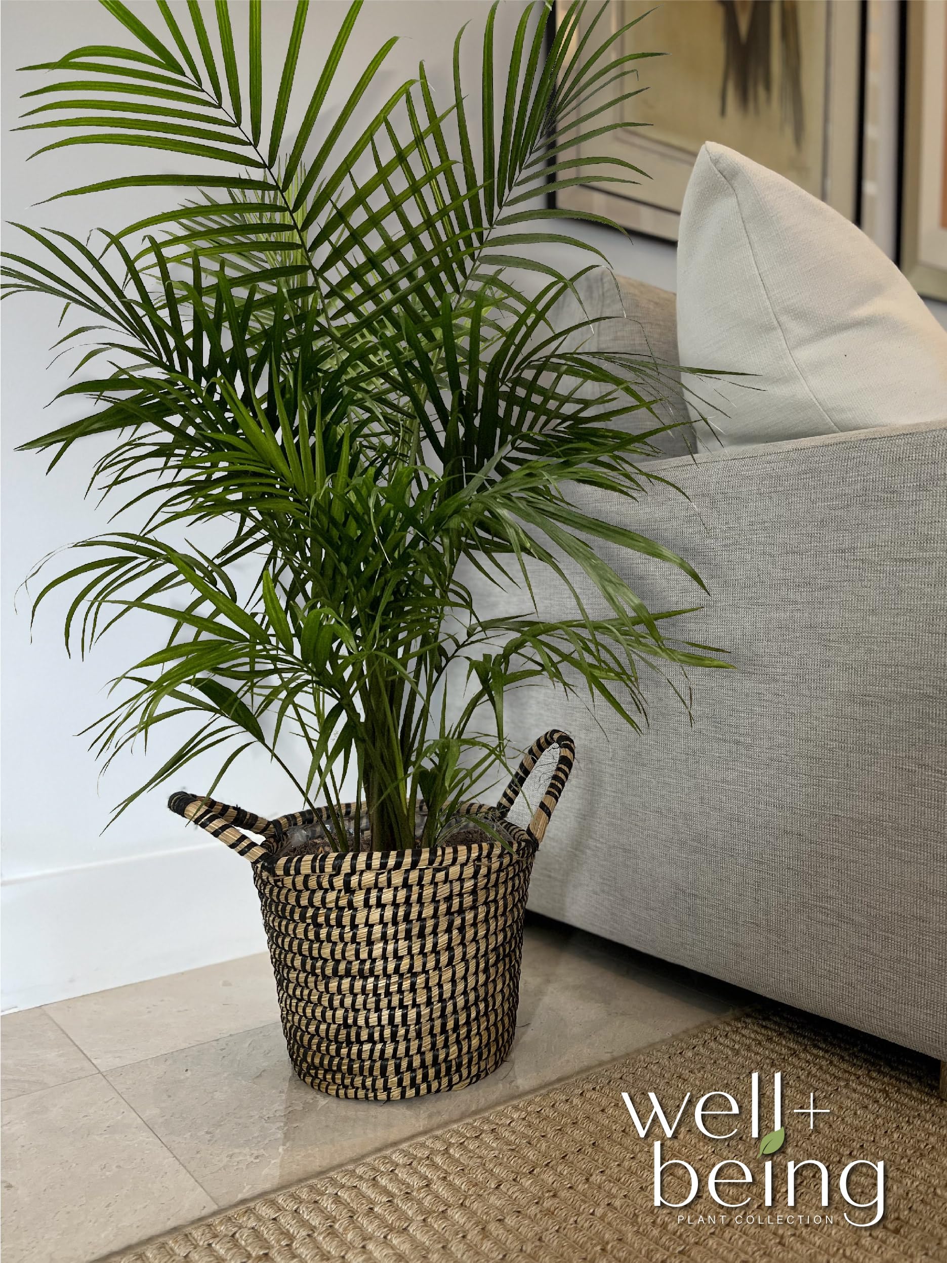 Amazon.com : Nature's Way Farms Majesty Palm Live Plant, Indoor and Outdoor  Palm Tree, in Growers Pot, Tropical Houseplant, Decor for Your Patio,  Balcony, Home or Office 3-4 Feet Tall : Patio,