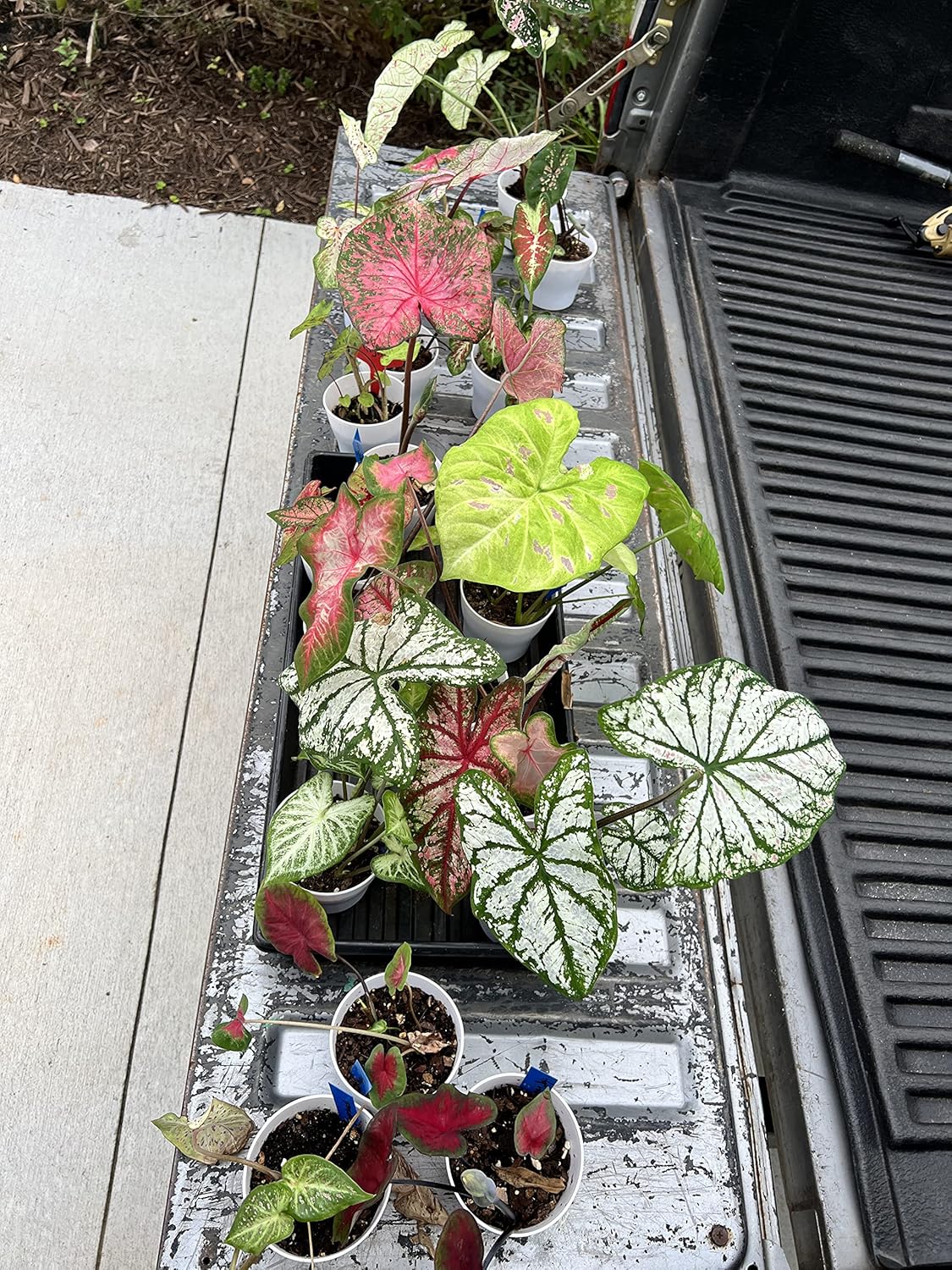 20 Caladium Bulb Mix – Indooor & Outdoor Plants - Easy to Grow