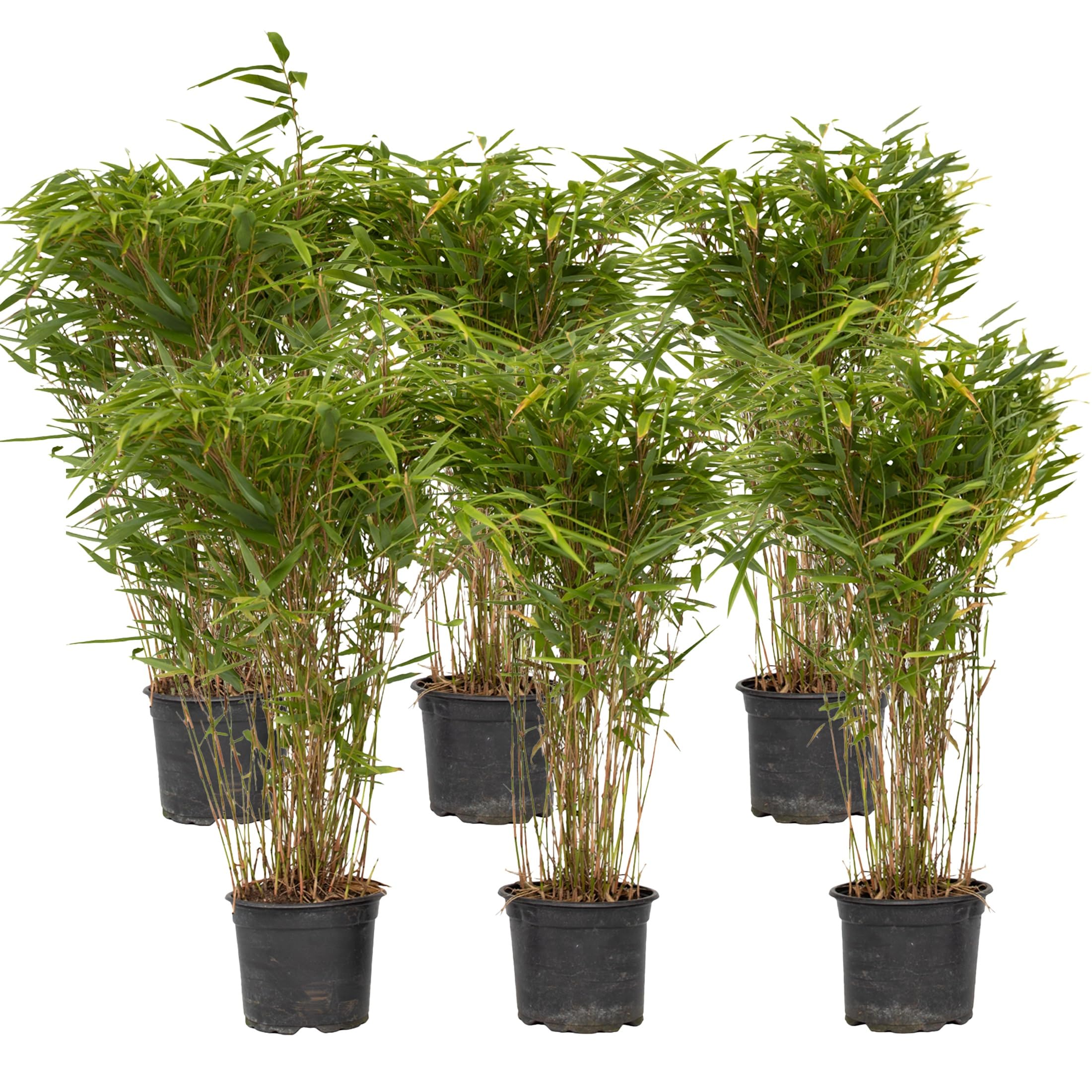 Plant in a Box - Fargesia nitida ‘Gansu’ - Bambú No Invasivo de Jardín - Set de 6 Plantas para Setos - Altura 50-70 cm - Maceta 17 cm