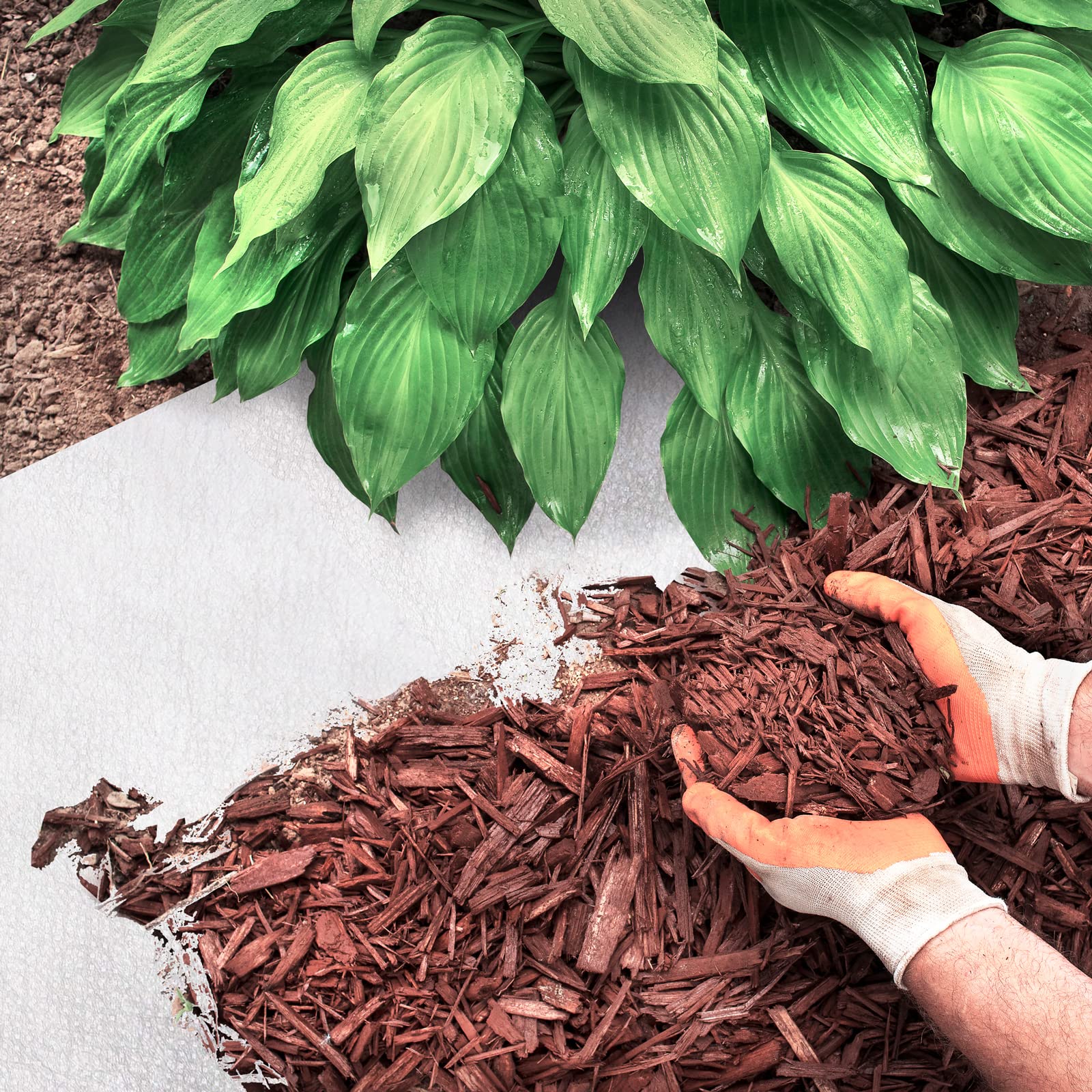 Géotextile 150g/m² 2x25m (50m²) - Anti-Mauvaises Herbes - Pour Allées, Terrasses Et Jardin