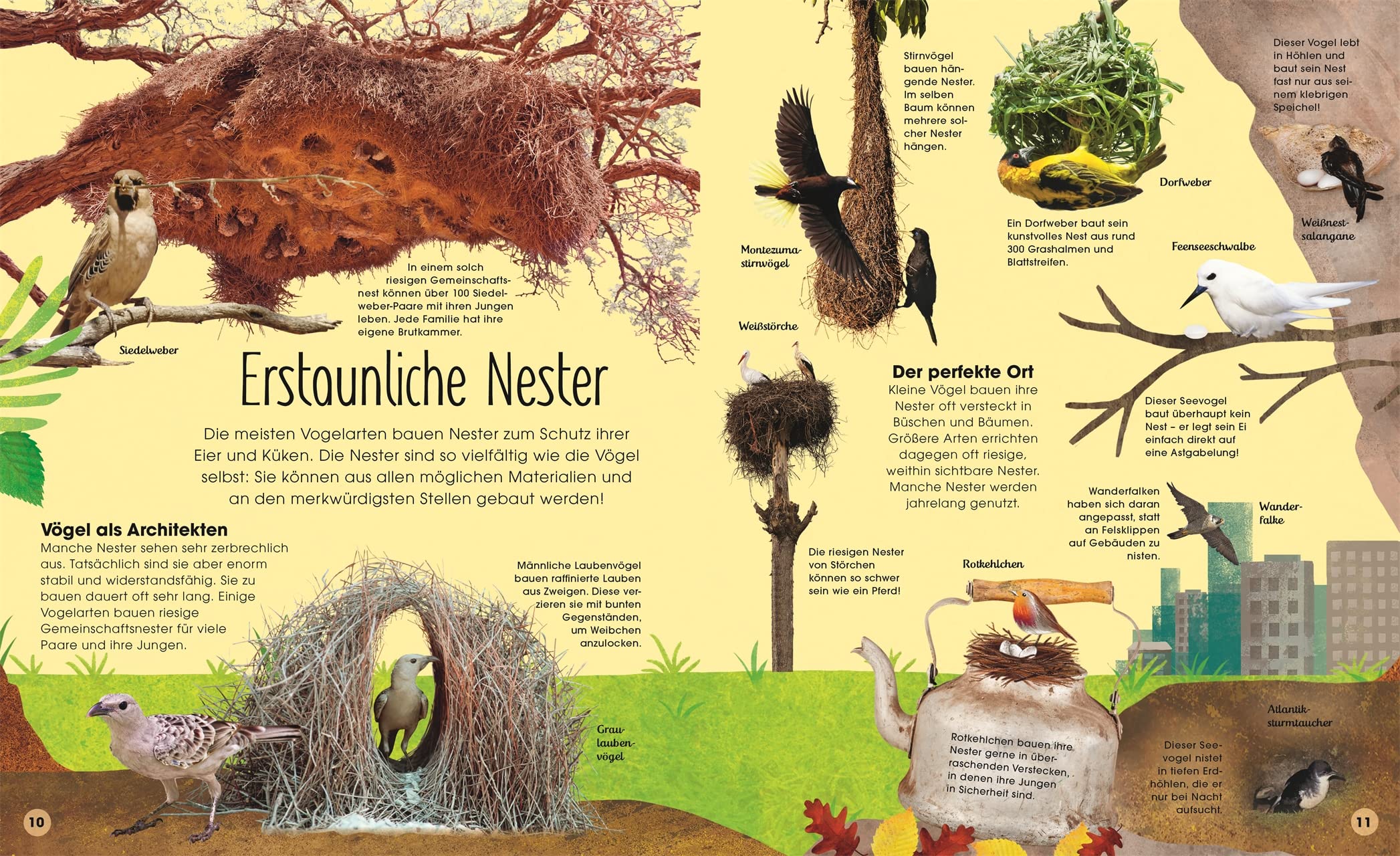 Die schillernde Welt der Vögel: Ein farbenprächtiges Natursachbuch. Für Kinder ab 7 Jahren