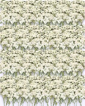 220Pcs Dried Pressed Babys Breath Flowers - 100% Natural Flat Real White Gypsophila Baby Breath, Pressed Flowers for Resin Art, Epoxy Coasters, Wedding Invitations, Scrapbooking, Frame Decorations