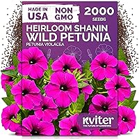 Vista 40 de KVITER 25 semillas de algodón blanco para plantar (Gossypium hirsutum) – Planta de algodón real, semillas de algodón para cultivo, semillas