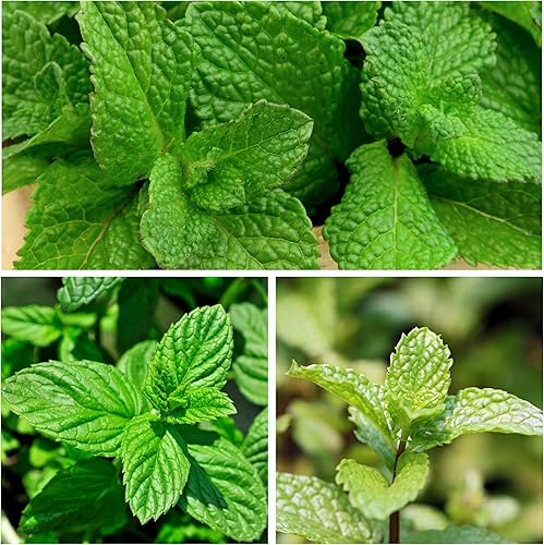 Miniatura 3 de Seed Needs Hierba de menta verde Mentha spicata Twin Pack de 1000 semillas cada una sin OGM