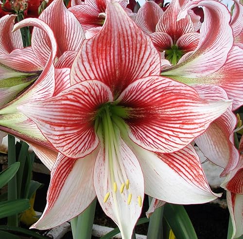 Miniatura 2 de Amaryllis madre de floración rápida
