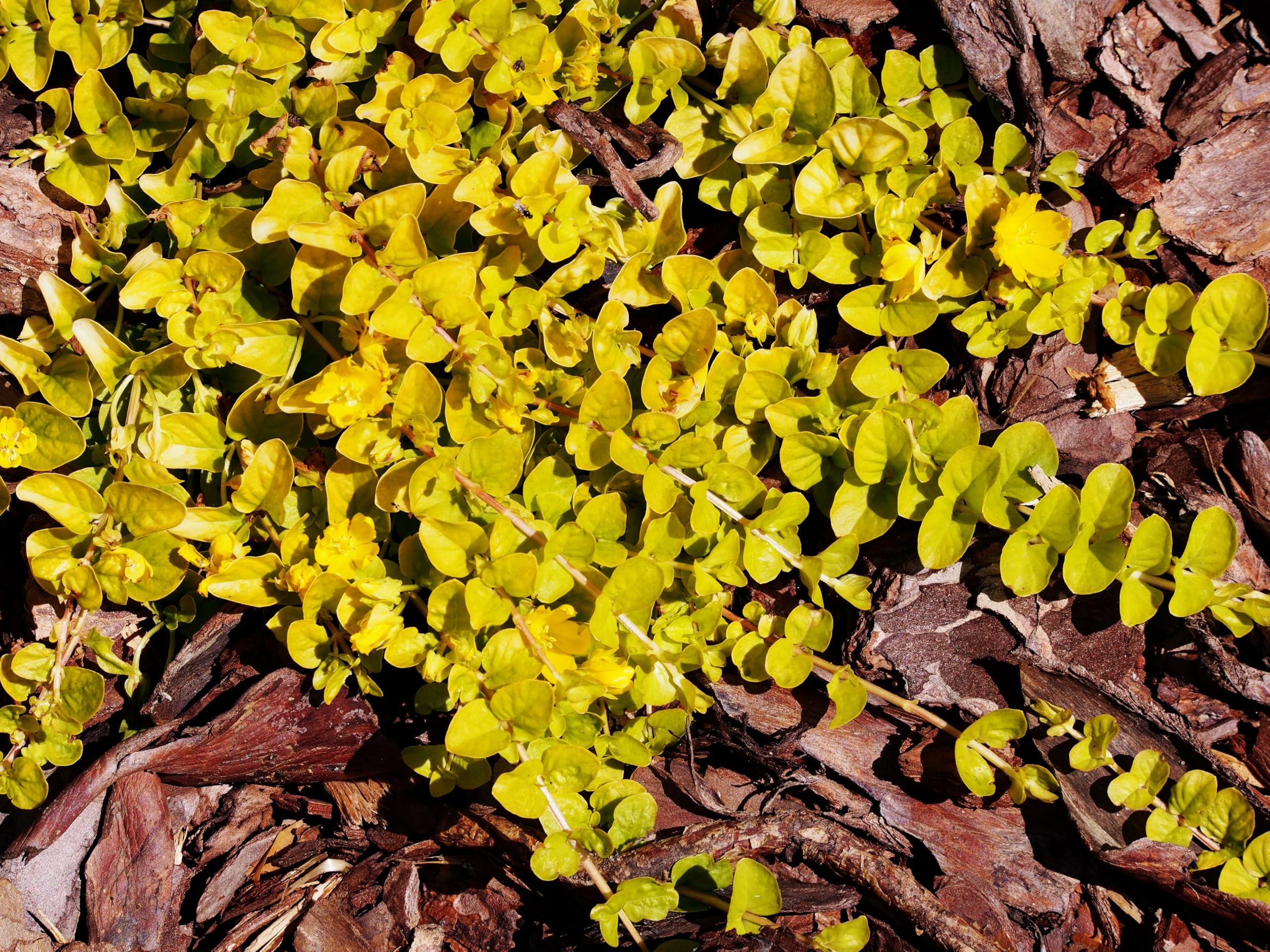 Stauden Gänge 10 x Lysimachia nummularia 'Aurea' gelbes Pfennigkraut | Gelber Bodendecker für Sonne bis Halbschatten, Blüte Mai bis Juli, mehrjährig, 9x9 cm Topf