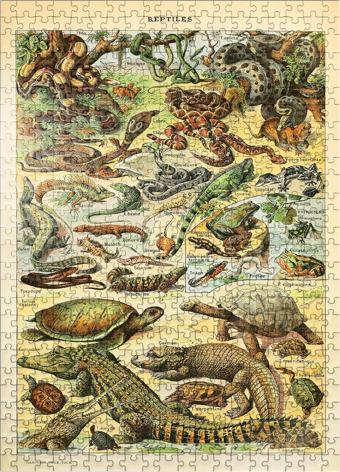 MyPuzzle Reptiles for All, Vintage Art Poster, Adolphe Millot - Premium 500 Piece Jigsaw Puzzle for Adults