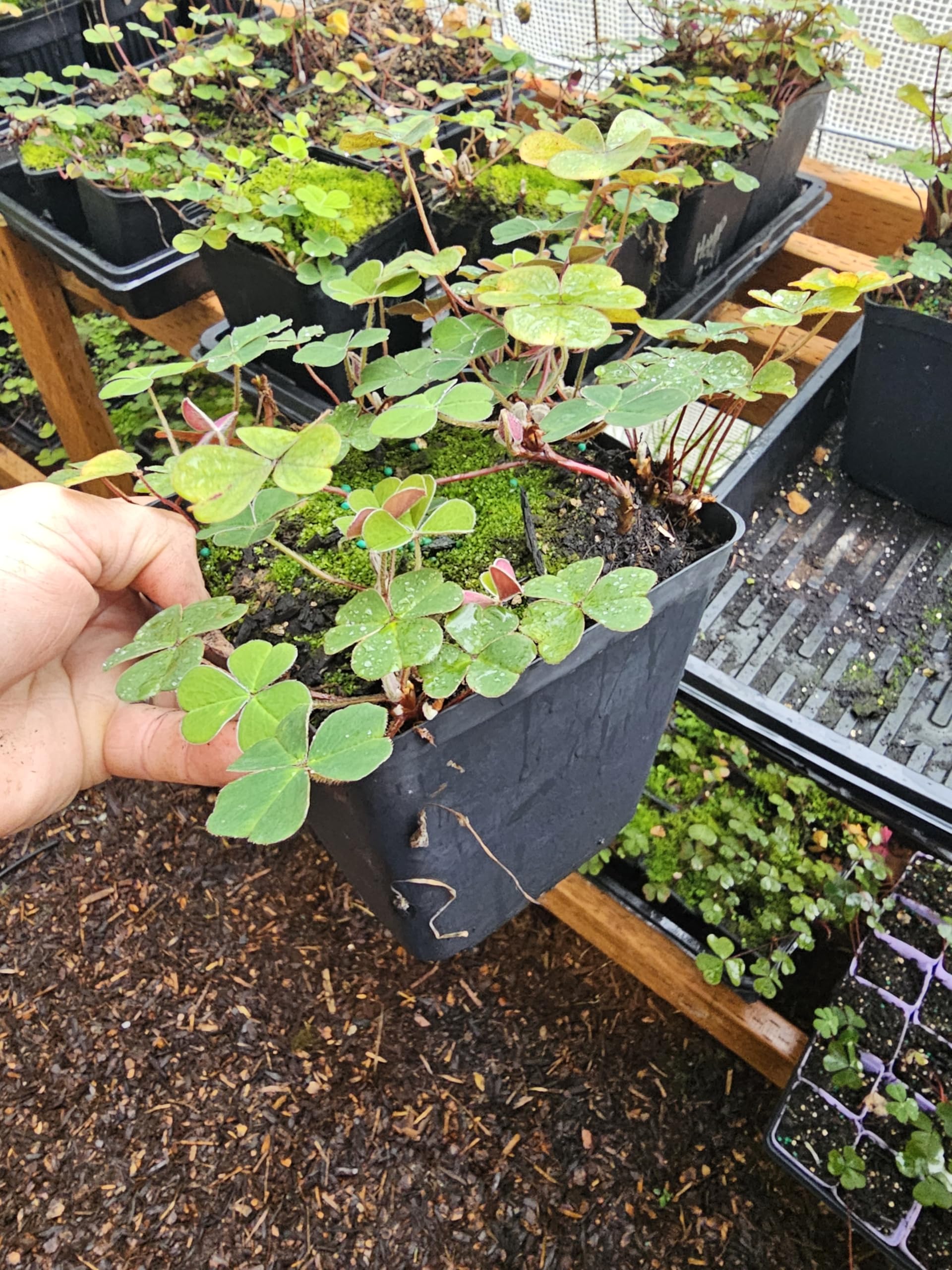 Shade Oxalis Redwood Sorrel Plant, Large Size, Live Indoor/Outdoor Shamrock Clover 4-7 Plants per Pot