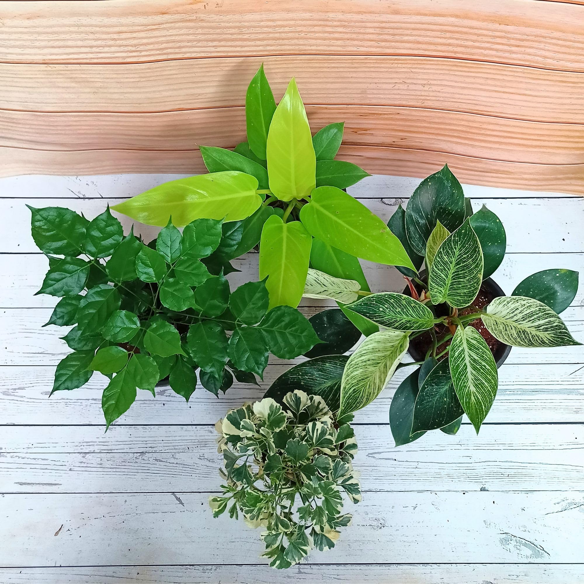 Rolling Nature Assorted Combo of 4 Live Indoor Plants | Plant It Yourself (PIY) | Radermachera (China Doll), Philodendron Sunshine, Philodendron Birkin & Aralia Snow-White | Home & Office Decor (B0D4F6NC1V) Amazon Price History, Amazon Price Tracker