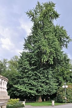 Jurassic Ginkgo | Tree Seed Grow Kit | The Jonsteen Company