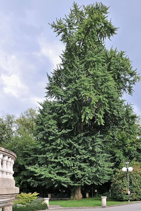 Jurassic Ginkgo | Tree Seed Grow Kit | The Jonsteen Company