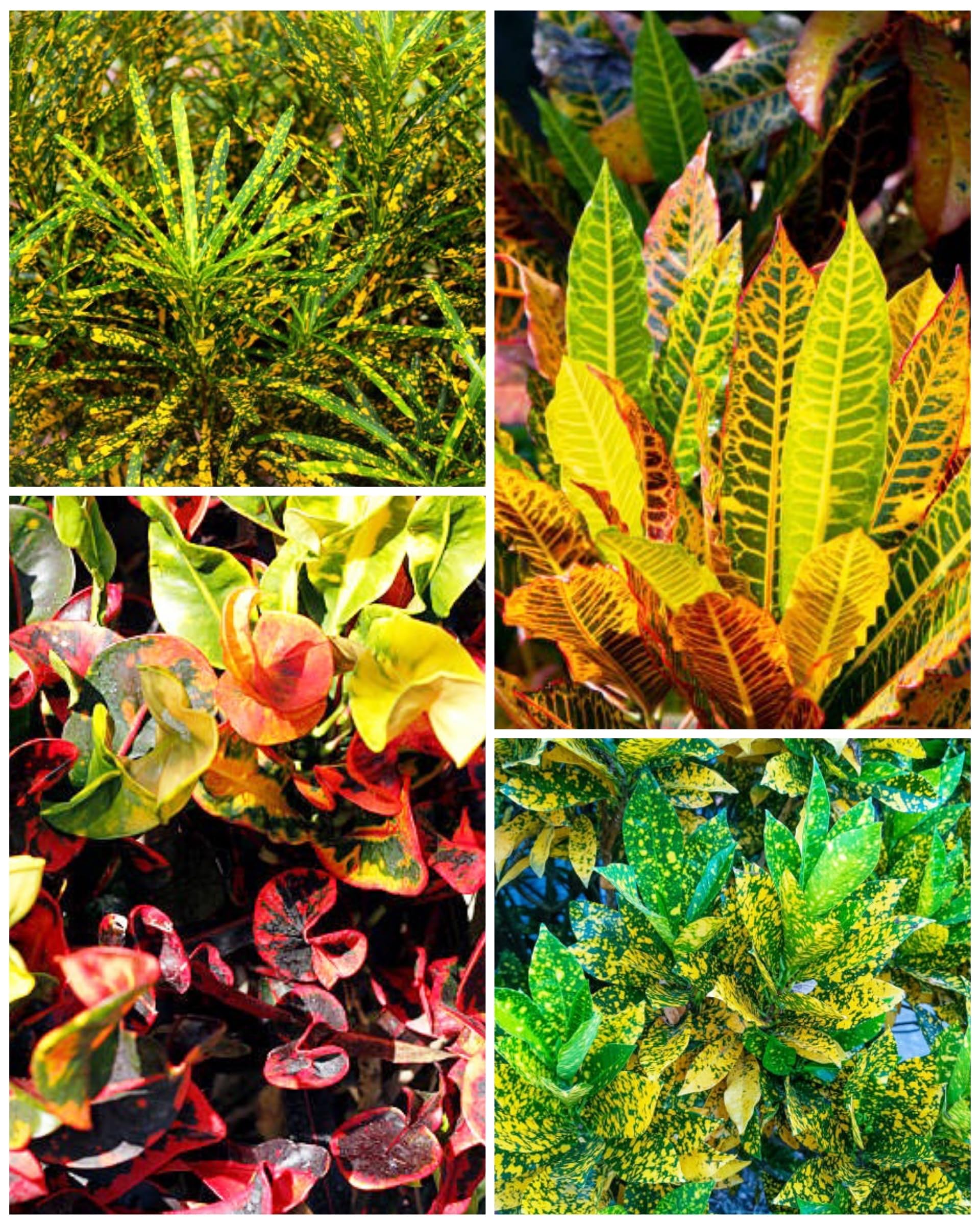 Croton Plants Multicoloured | combo 4 | Live plants | Plants, Indoor & Outdoor Plants | Plant Size (2.5 x 2.5 x 12.5 Inch) (B0D1N88K2R) Amazon Price History, Amazon Price Tracker