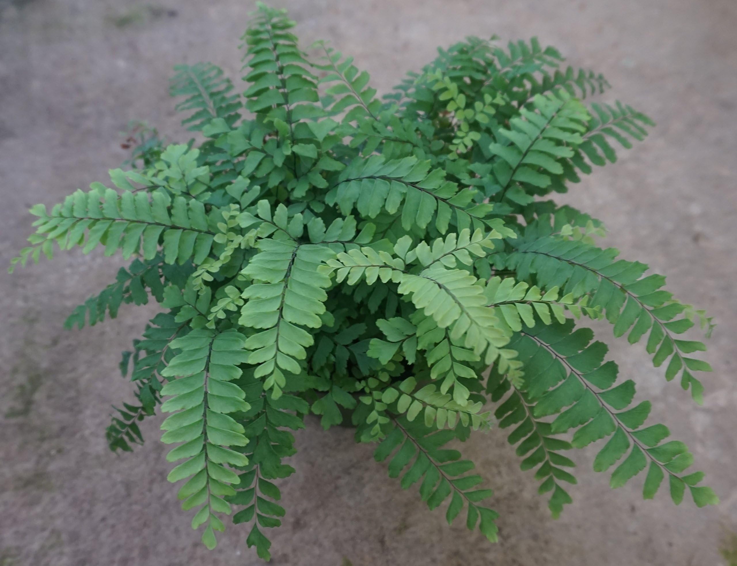 Live Bronze Venus Maidenhair Fern Plant Fit 4" Pot Easy to Grow