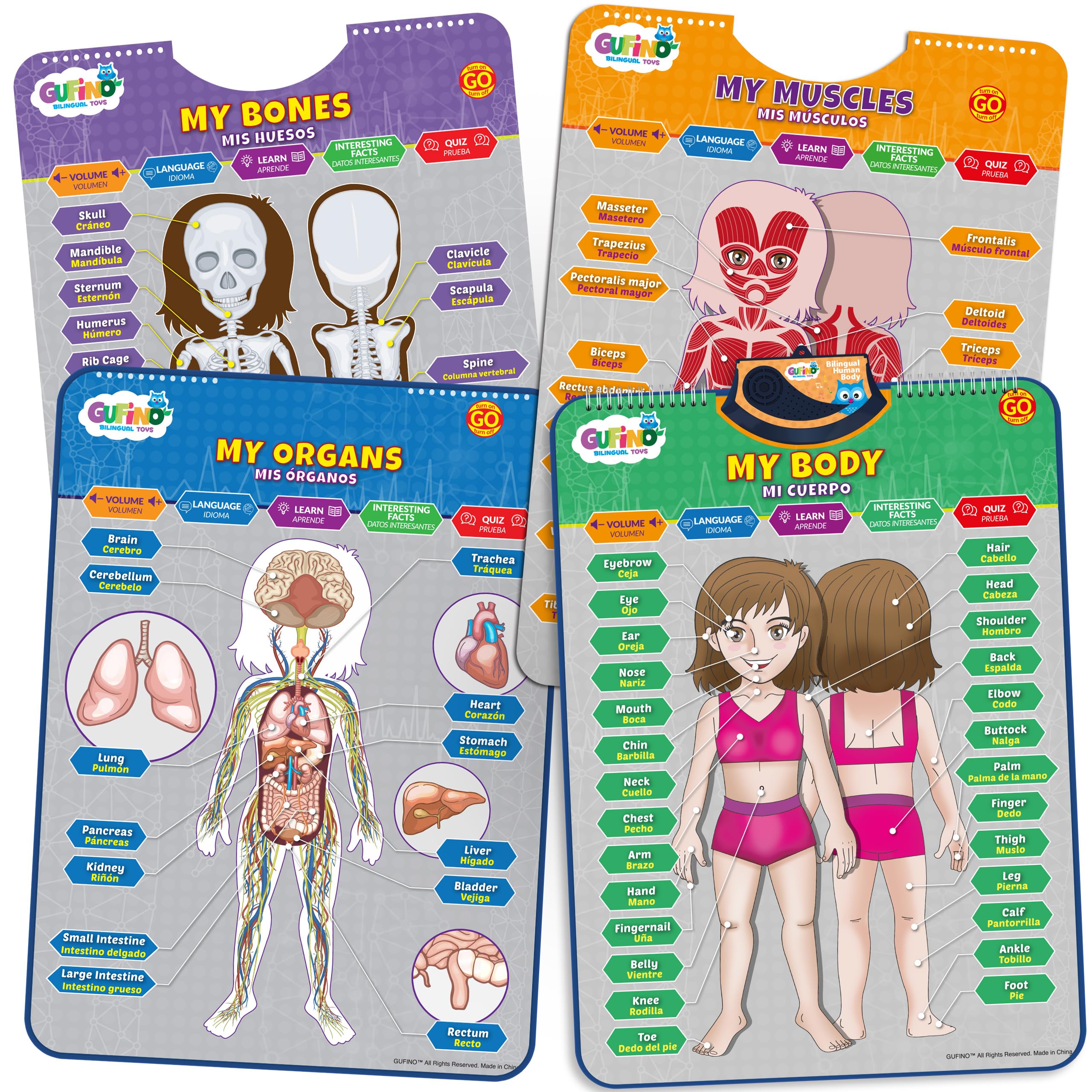 Modelo de cuerpo humano bilingüe para niños - Anatomía humana interactiva para niños con juegos y cuestionarios - Carteles educativos para aprender partes del cuerpo, huesos y órganos. Inglés y