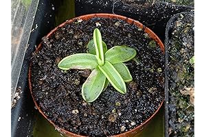 Carnivorous Butterwort - Live Beginner Friendly Flowering Sized
