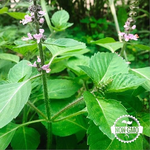 Miniatura 2 de Gaea's Blessing Semillas  Semillas de albahaca sagrada  Kapoor templadas  Heirloom GMO  con instrucciones de siembra fáciles de seguir  Albahaca