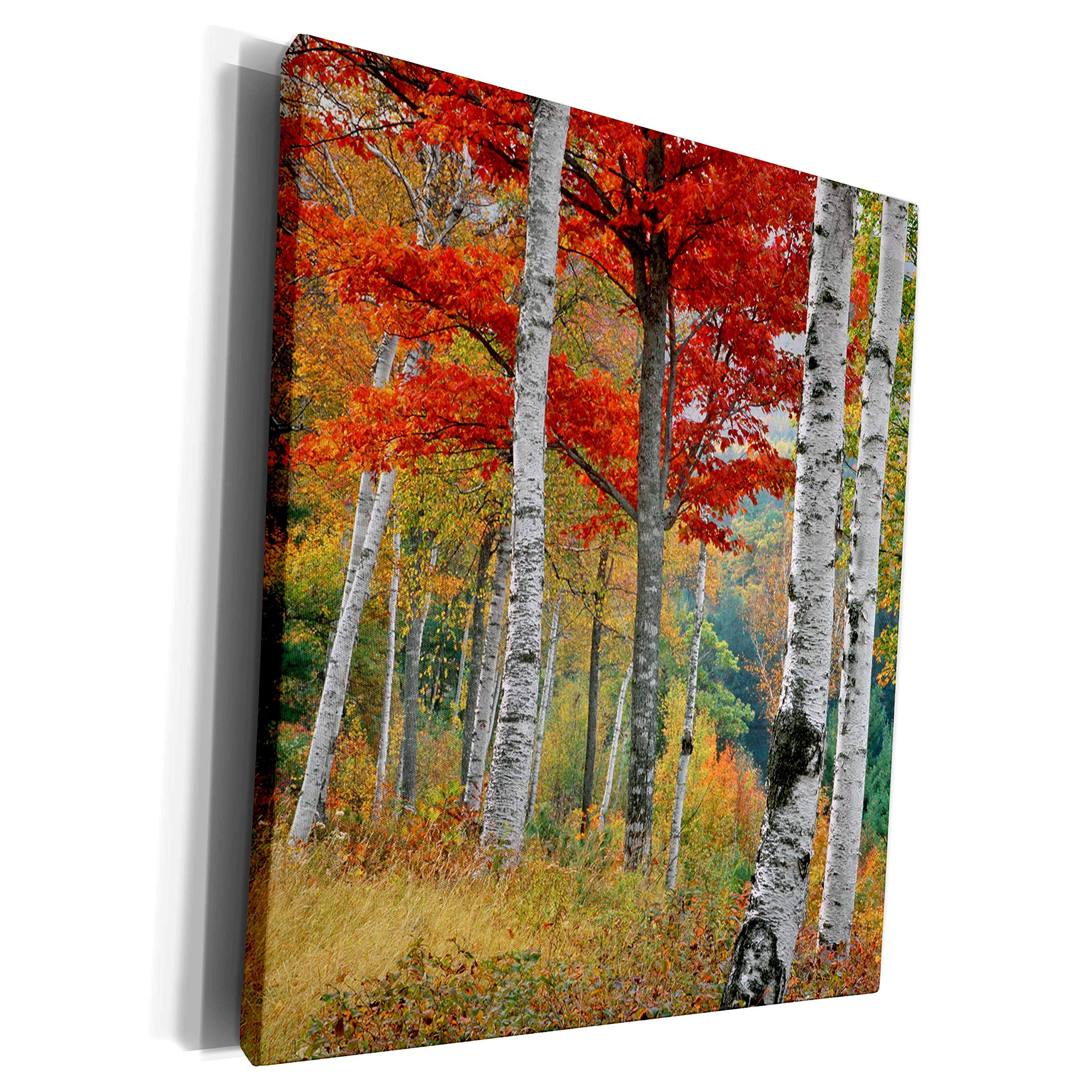 3dRose Museum Grade Canvas Wrap - USA, Maine, Wyman Lake. Forest of birch and maples in autumn colors. Jaynes Gallery - Forests