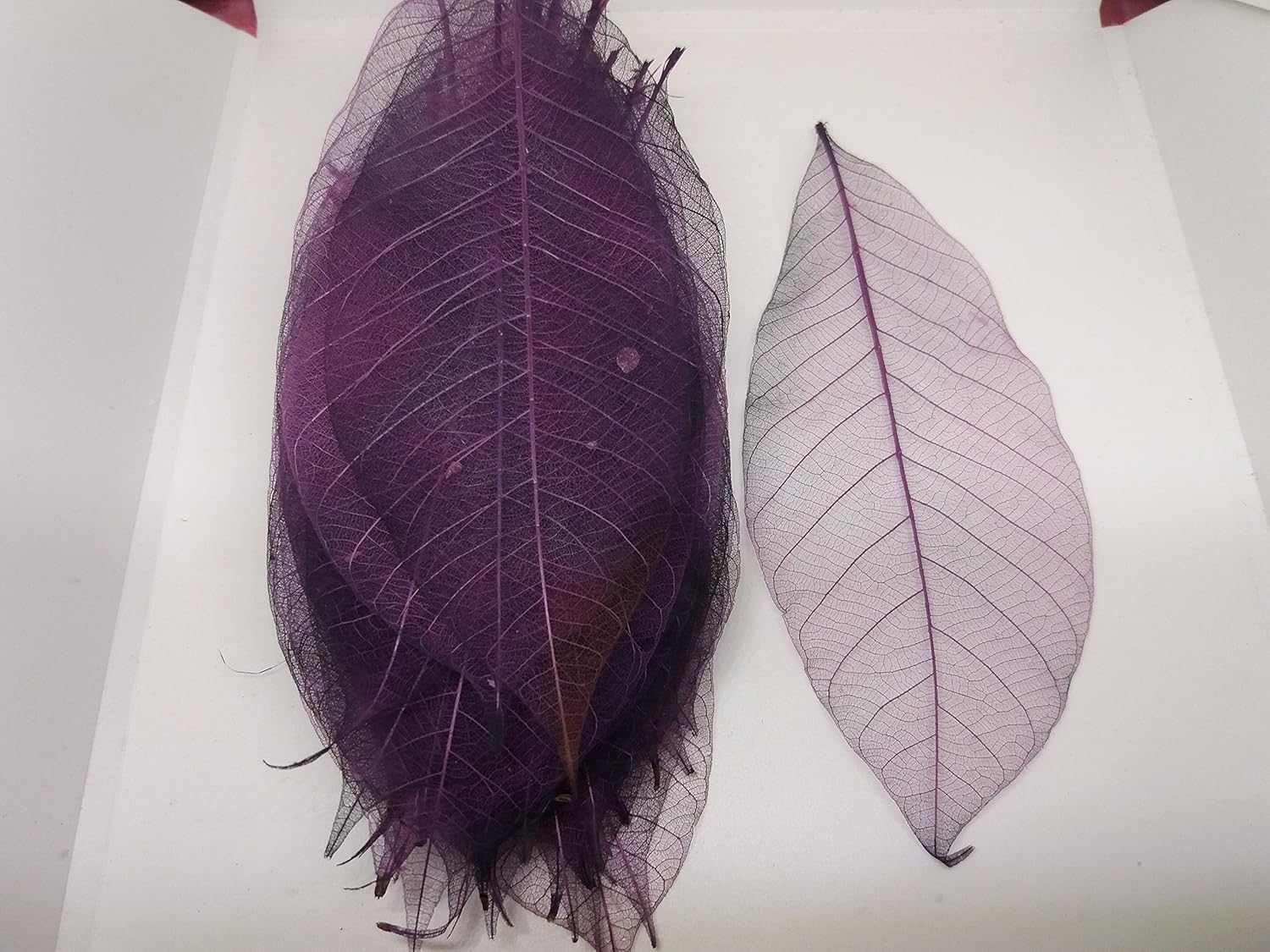100x Multi-Color Natural Skeleton Leaves Rubber Tree Scrapbook Craft Wedding Decor