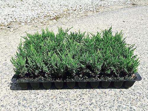 Andorra Compacta Juniper - 30 plantas vivas - Cubierta de suelo de hoja perenne resistente al frío tolerante a la sequía