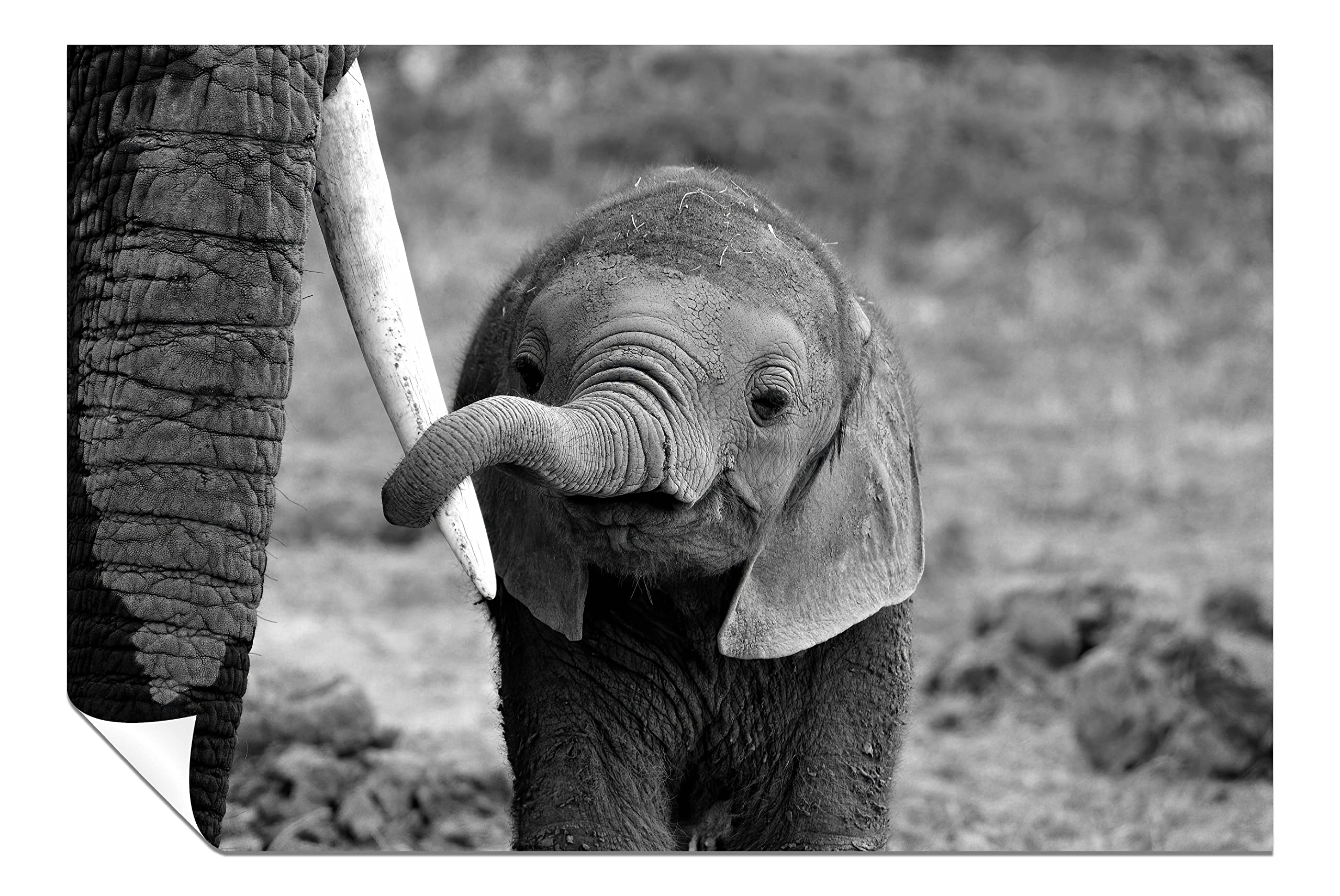 Panther Print White Fine Art Prints Black & Baby Elephant Holding Mother's Tusk Close Up Artistic Unframed Poster, Pictures For Home Walls, Bedroom, Living Room & Bathroom Decor 76X51cm (30X20in)