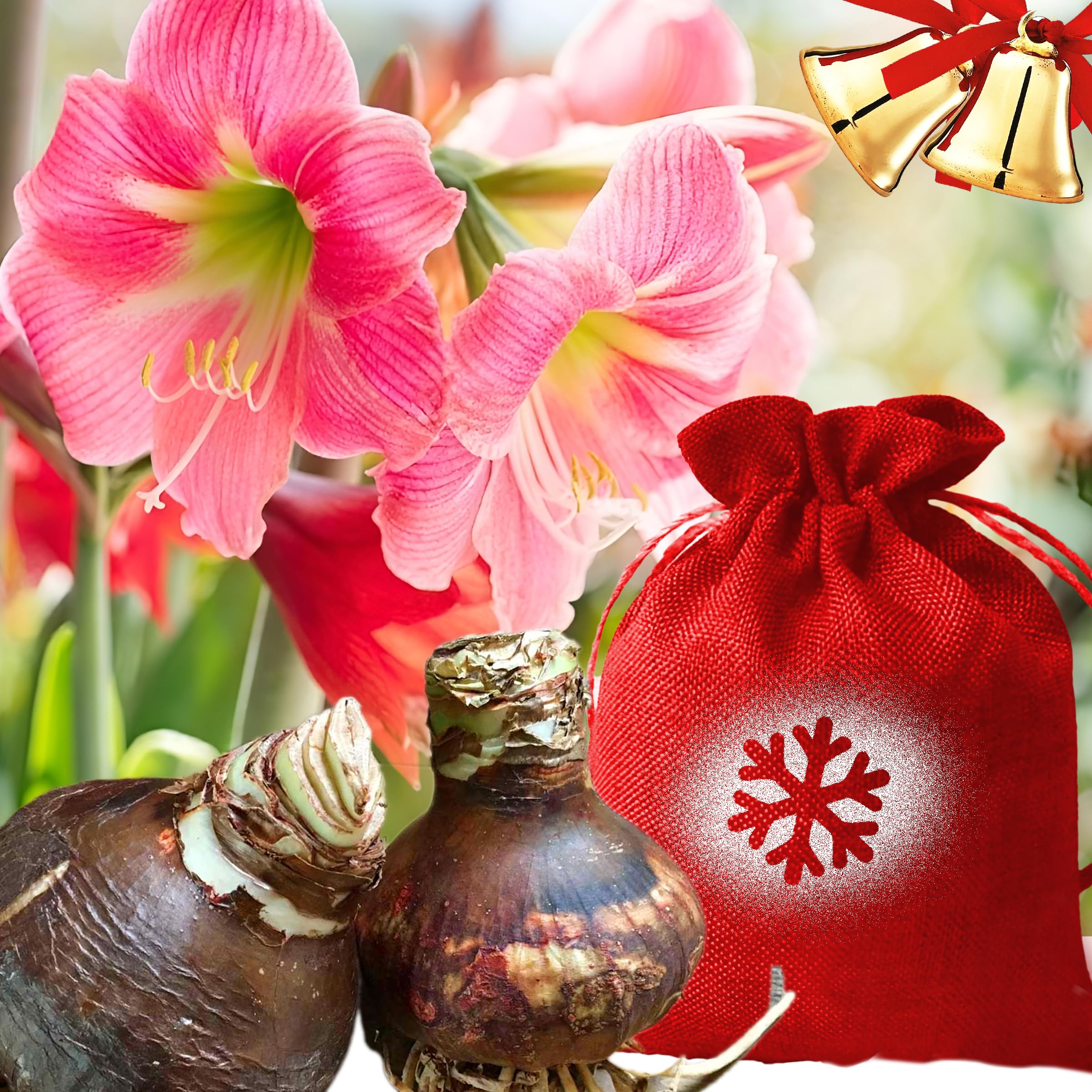 Large Pink Amaryllis Bulb 24/26cm in Christmas Sack Bag - Hippeastrum Ready Winter Flowering Indoor Plant Present Soft Pink Big Bloom Festive Houseplant Holiday Décor Gift Easy Grow