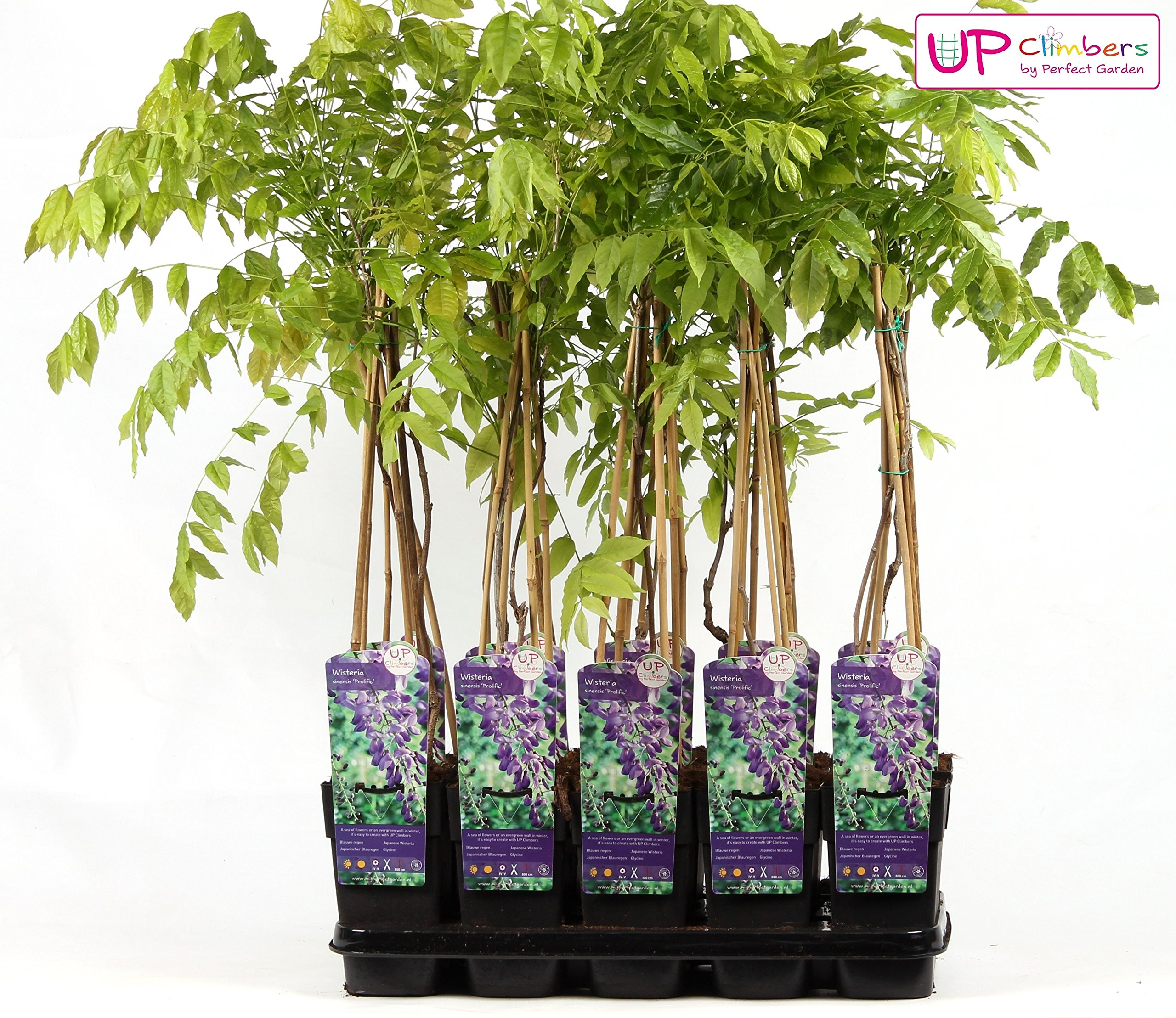 scissors for bonsai Satsuki Scissors – Dandy Farmer main image 1