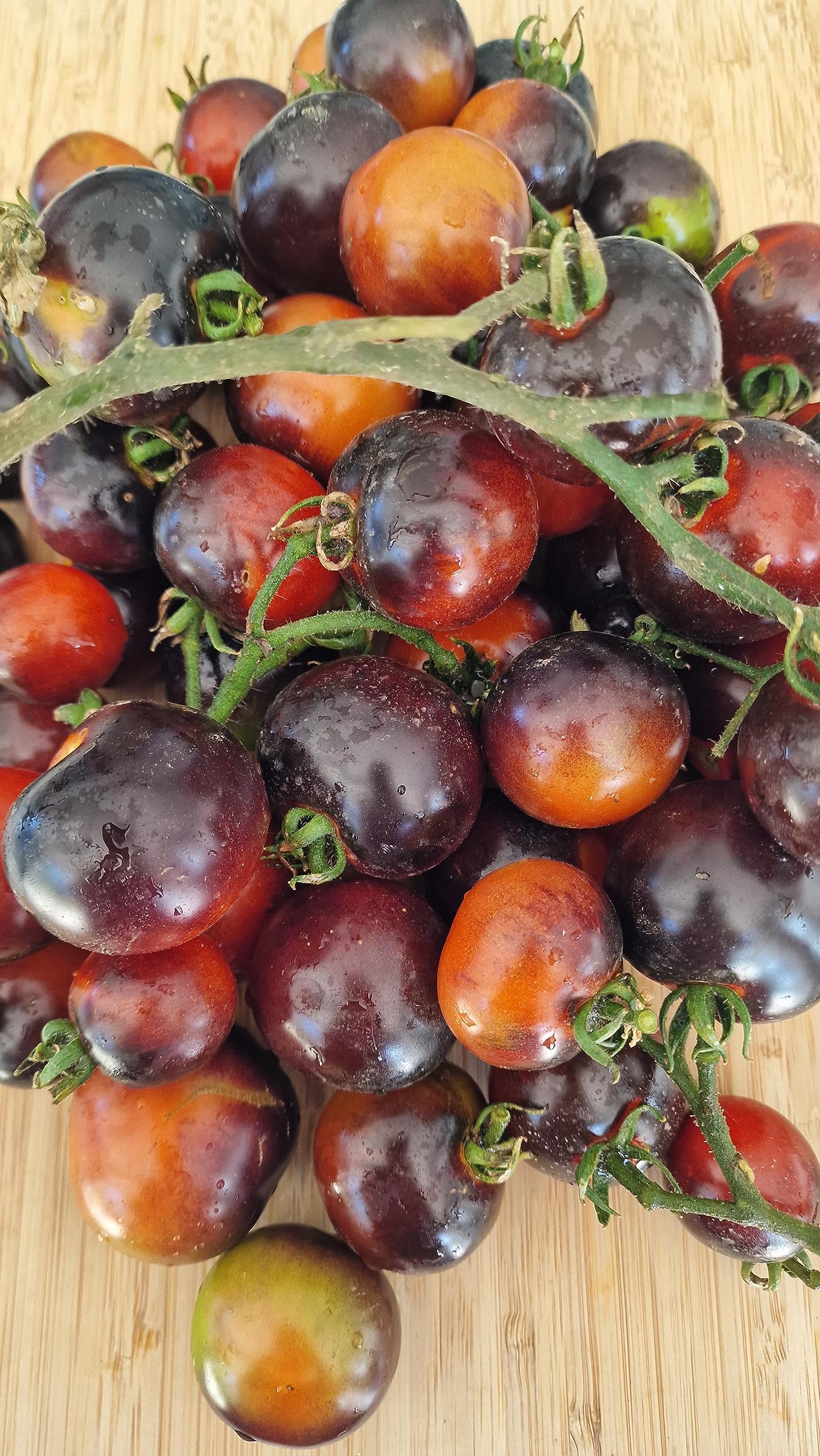 Fahrenheit Blue Cherry Tomato Seeds - 15 Fresh Seeds — image 1