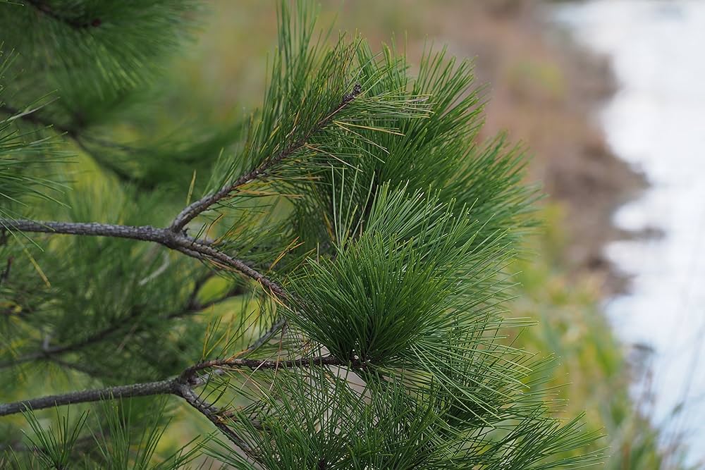 【赤松一年生/苗木】縁起物/天然赤松/松/里山自生/野生/一年生/苗/檜原村産 赤松一年生/苗木】縁起物/天然赤松/松/里山自生/野生/一年生/苗