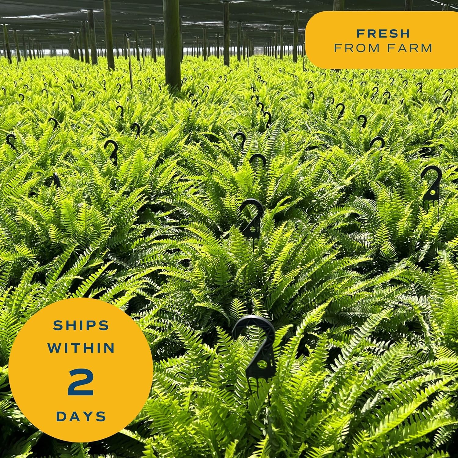 Costa Farms Kimberly Queen Fern Live Plant in Decorative Pot, Indoor & Outdoor Houseplant, Perfect for Home, Room, or Office Decor, Great House Warming or Birthday Gift, 12-18 Inches Tall