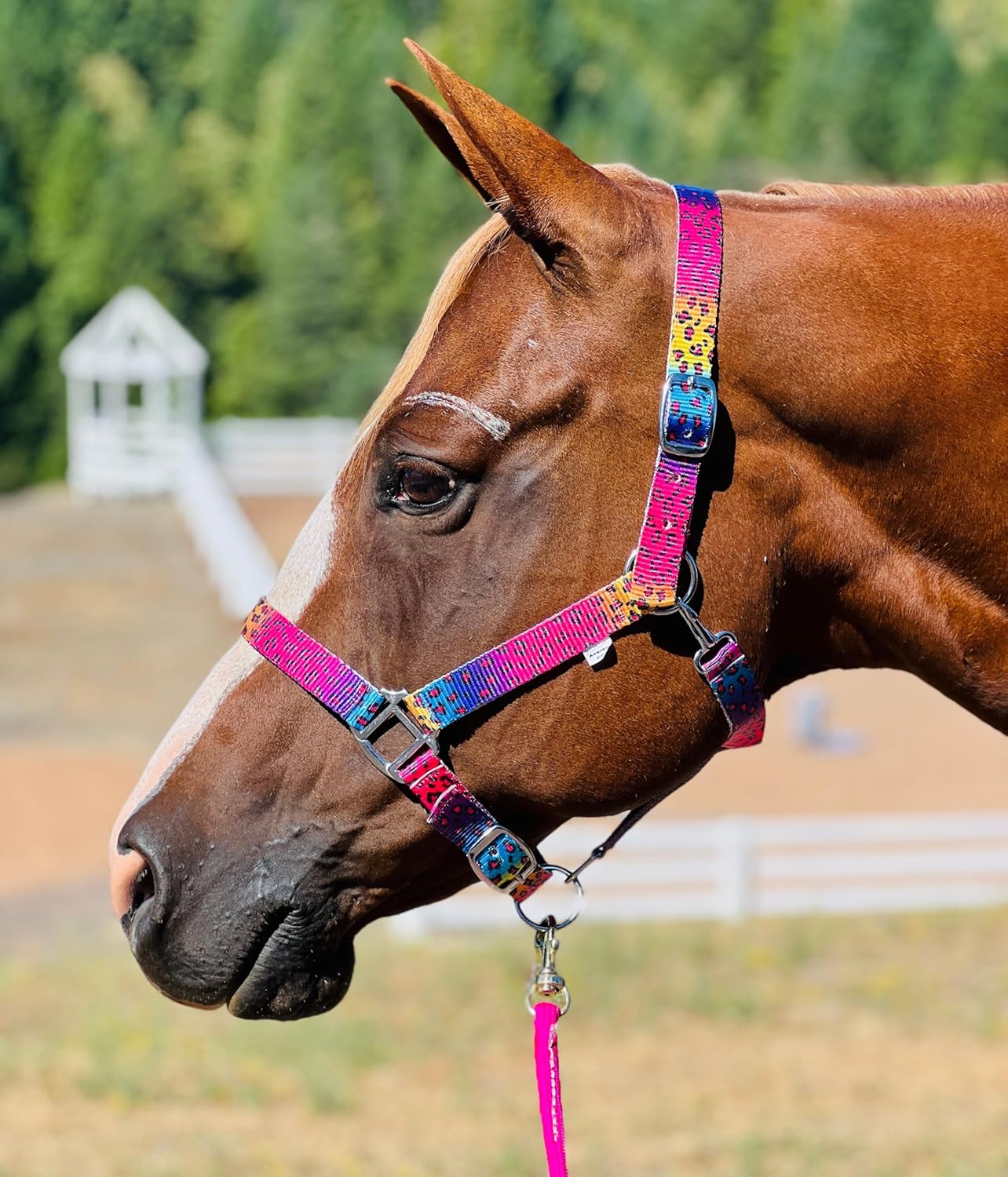 Rainbow Cheetah Halter