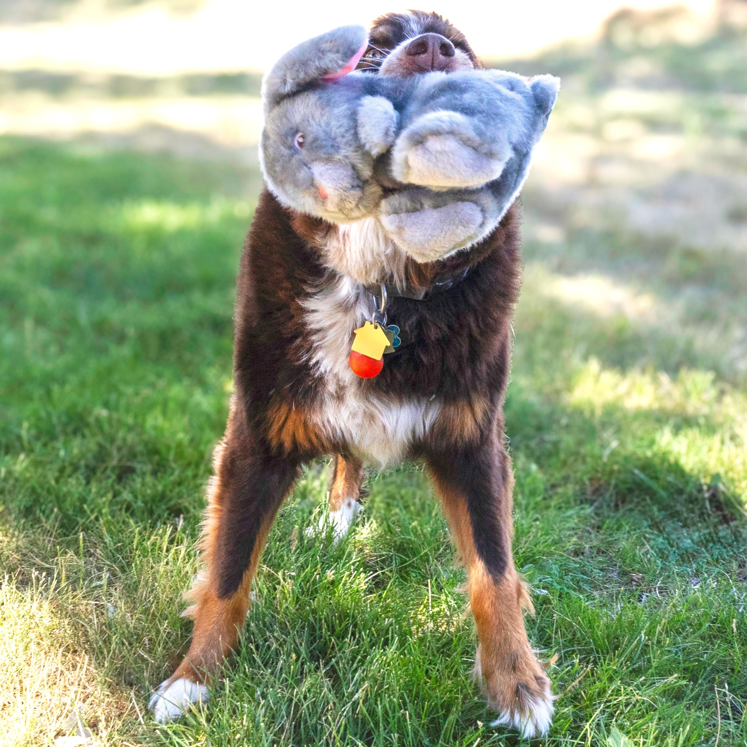 Kong Toughz Hundespielzeug aus Plüsch, robust