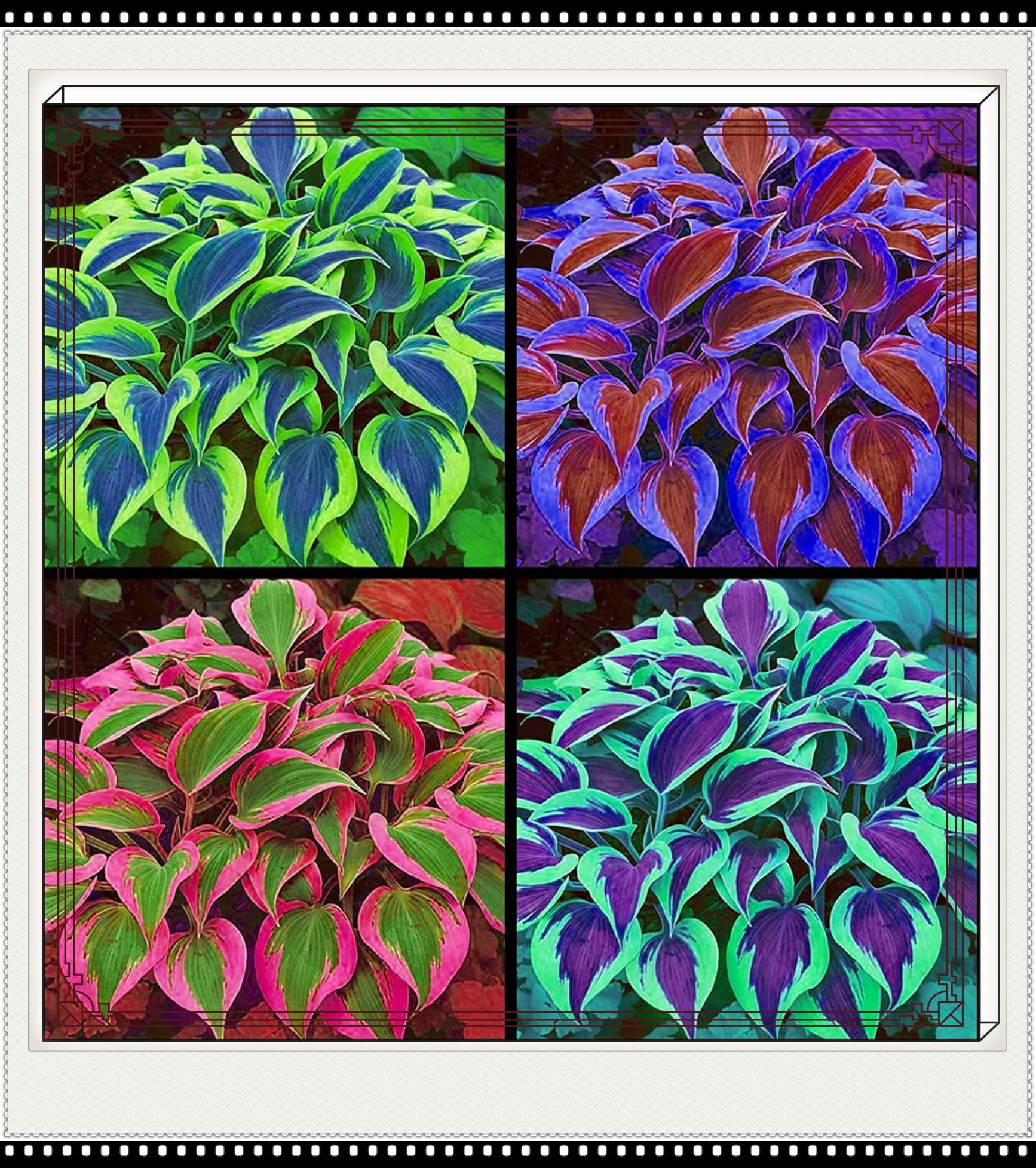 Hostas Plants/Ornamental Flowers/Plant Bulbs/Hardy Perennial/Wedding Flowers-10bulbs-e