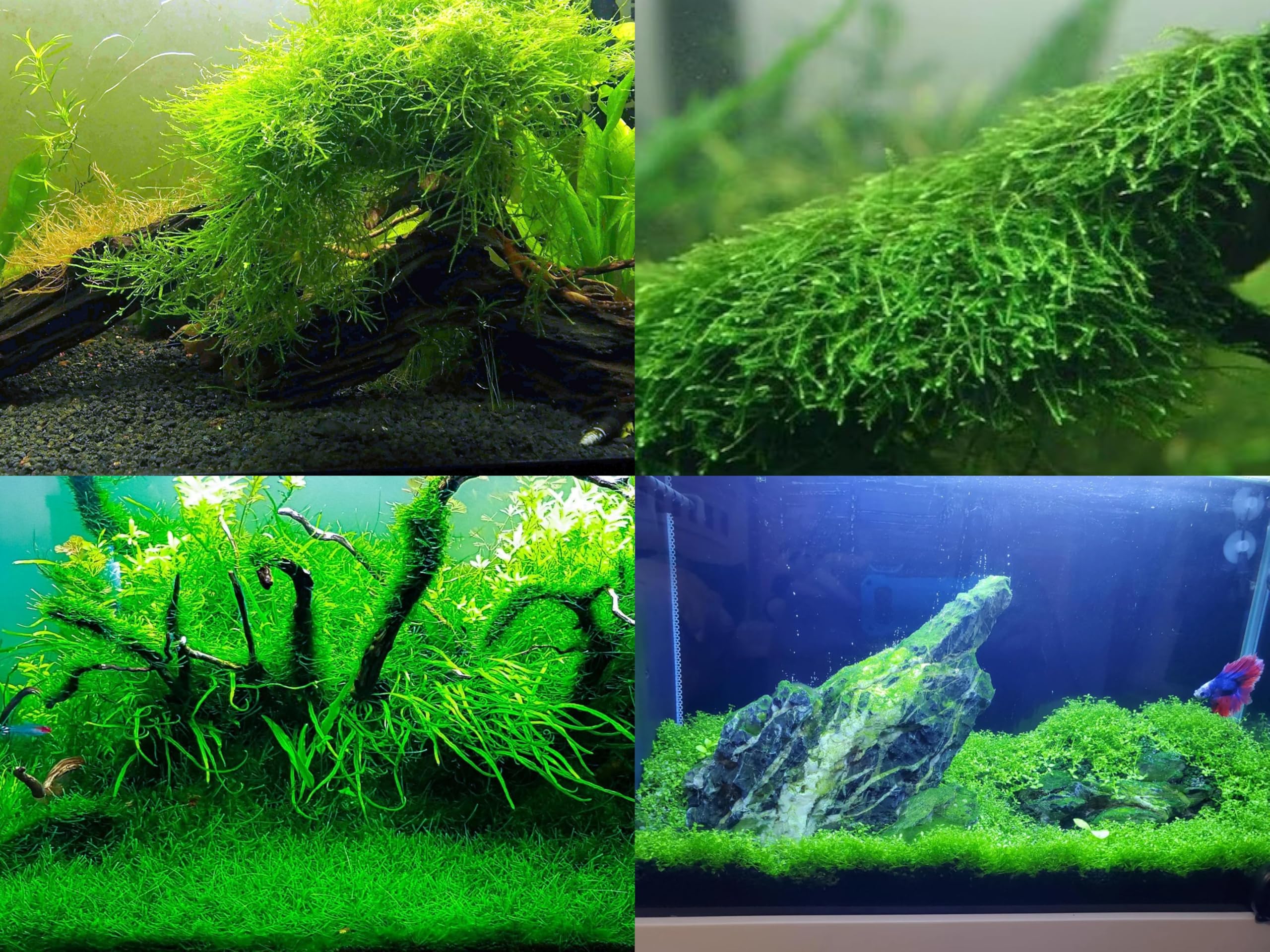 See full amazon price history chart for 100+ SEEDS- Aquarium Grass Seeds For Planting Home Aquarium - Grow Year Round- No CO2 Required. (Mix) 100+ SEEDS- Aquarium Grass Seeds For Planting Home Aquarium - Grow Year Round- No CO2 Required. (Mix) (B0DGF7QL3L) Amazon Price History, Amazon Price Tracker